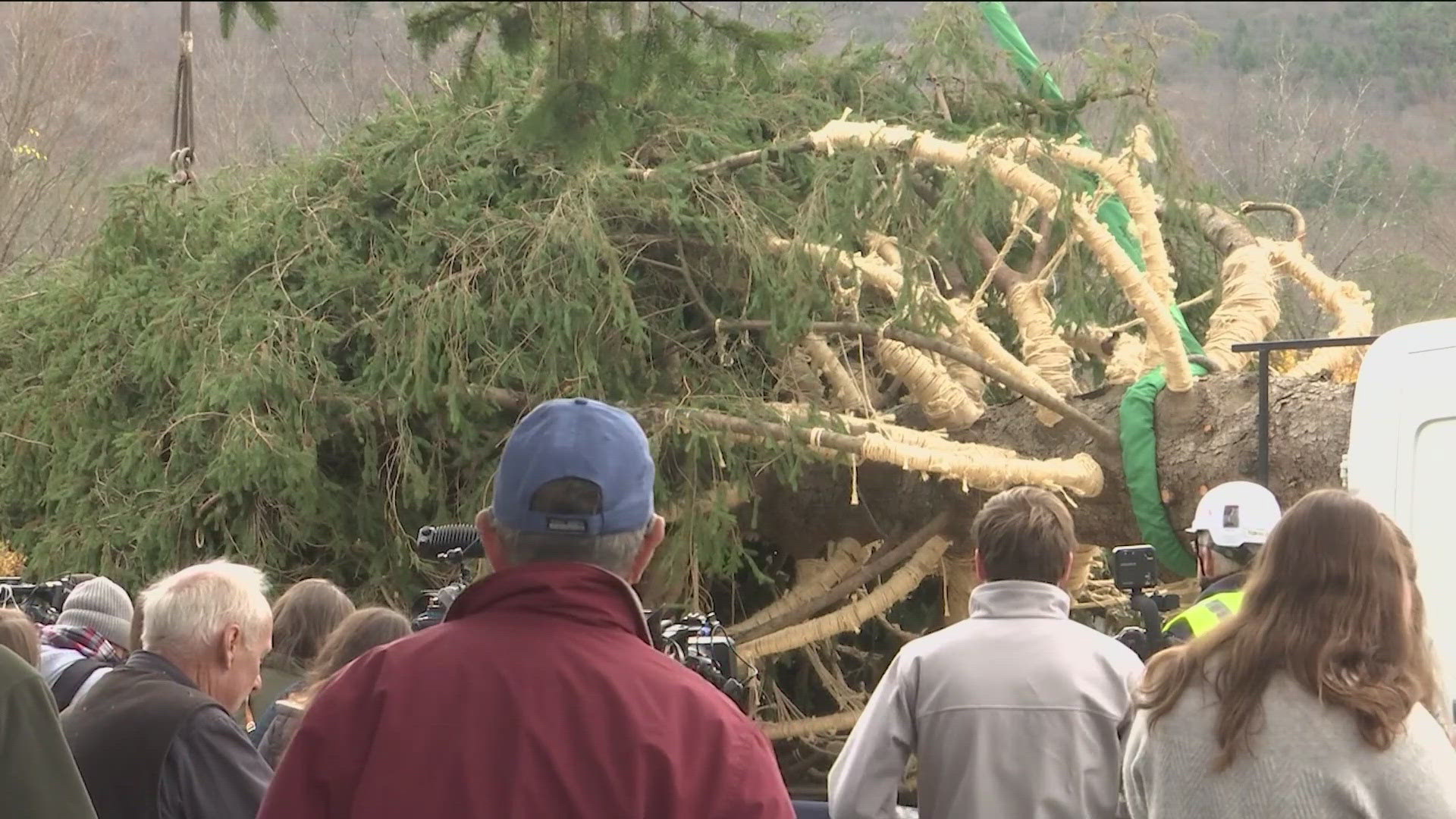 The 74-foot tall tree will be lit Dec. 4. 