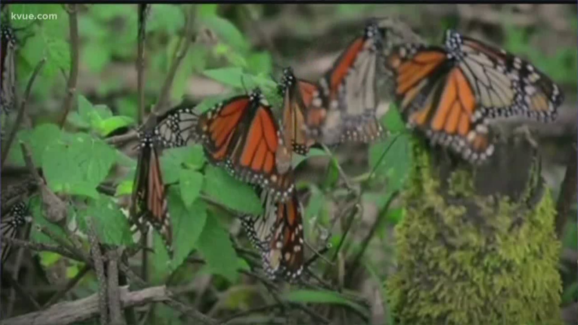 This is the time of year when millions of monarch butterflies migrate through Central Texas.