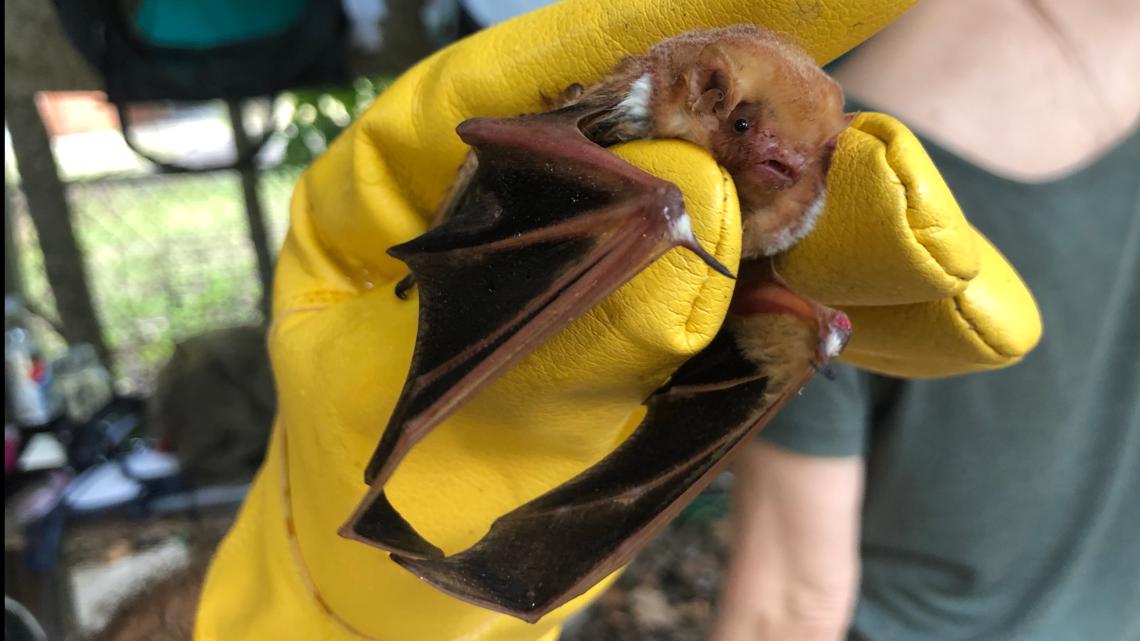 Under The Congress Bridge Austin Bat Refuge Keeps Them Flying Kvue Com