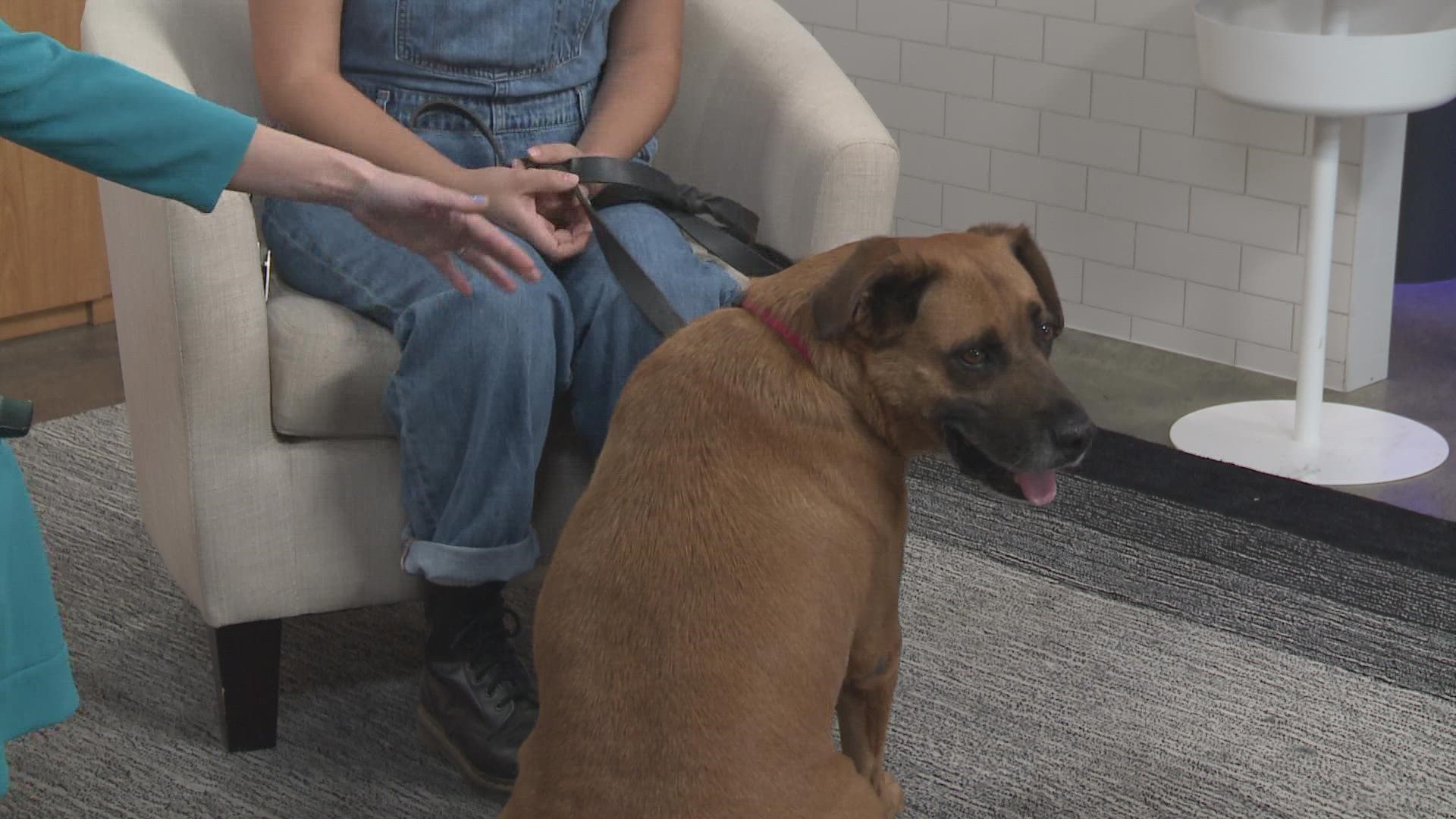 Every Friday, we feature a new Pet of the Week in hopes of getting them adopted. This week, Dani Osio with Texas Humane Heroes introduces us to Russell.