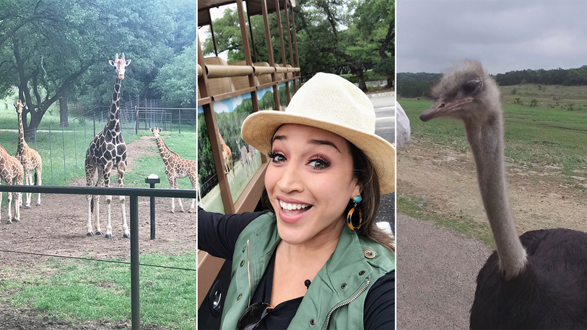 Natural Bridge Wildlife Ranch is home to more than 500 animals and is made up of 45 different species. At least 20 of those animals are some level of endangerment.