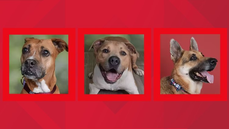 JCPenney shines spotlight on 3 Austin Pets Alive! senior dogs looking for forever homes