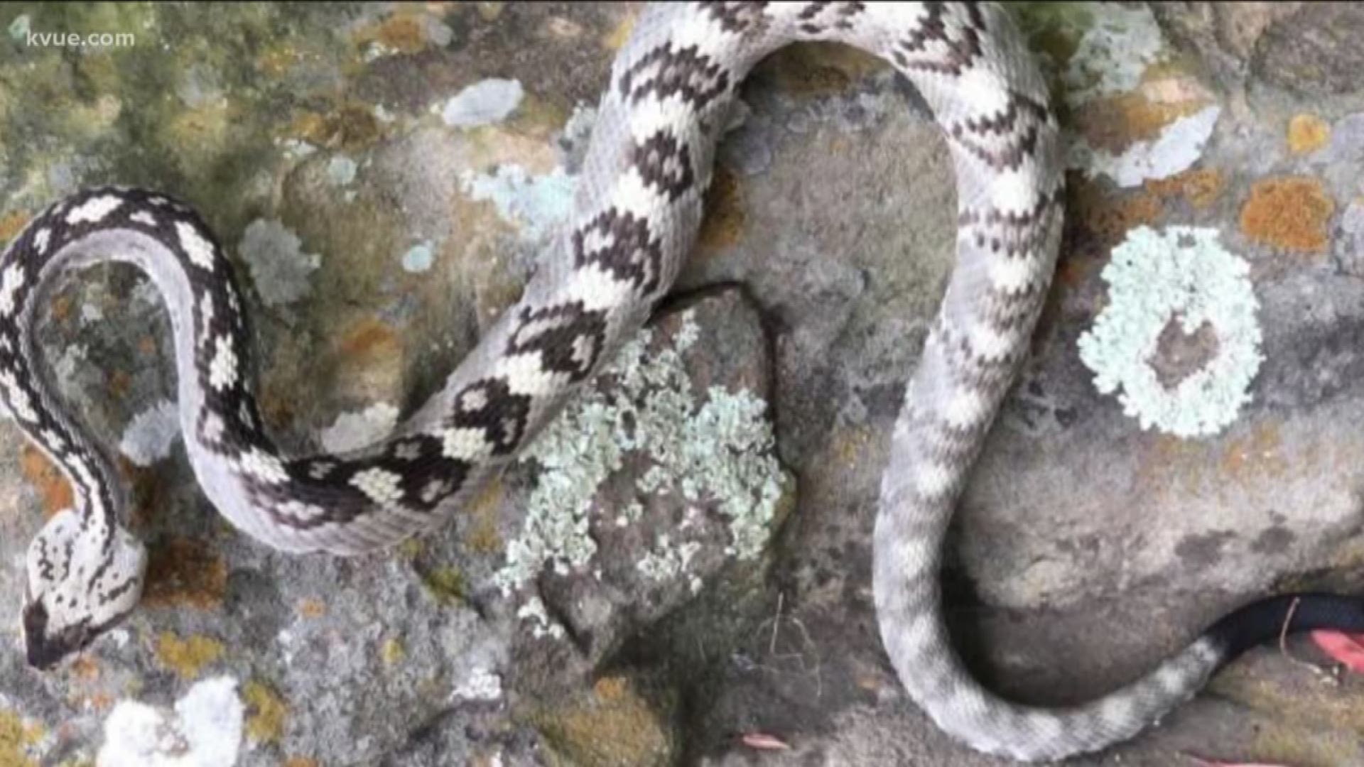 For the first time in 60 years, this extremely rare snake has been spotted in Travis County.
Jonestown police found the Eastern black-tailed rattlesnake Monday.