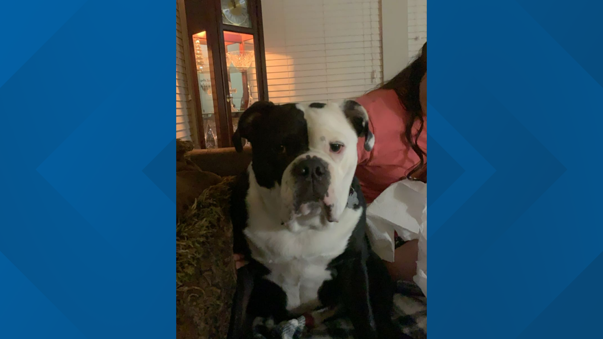 Williamson County veterinarian arrested on animal cruelty charges