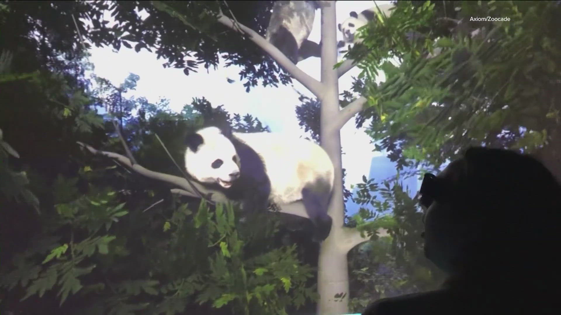 By wearing 3D glasses, visitors can see roughly 15 holographic animals with this high-tech experience. 