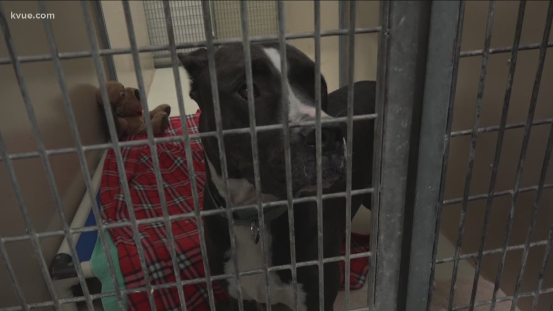 Shelters say one reason you may see pit bulls up for adoption is because they're banned from a lot of apartments.