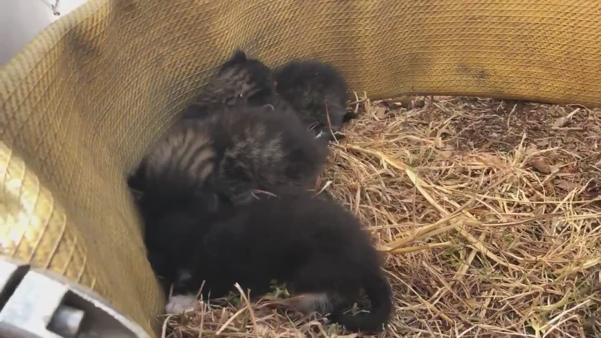 Crews built a “pseudo corral” with a 5-inch hose to keep the kittens safe.