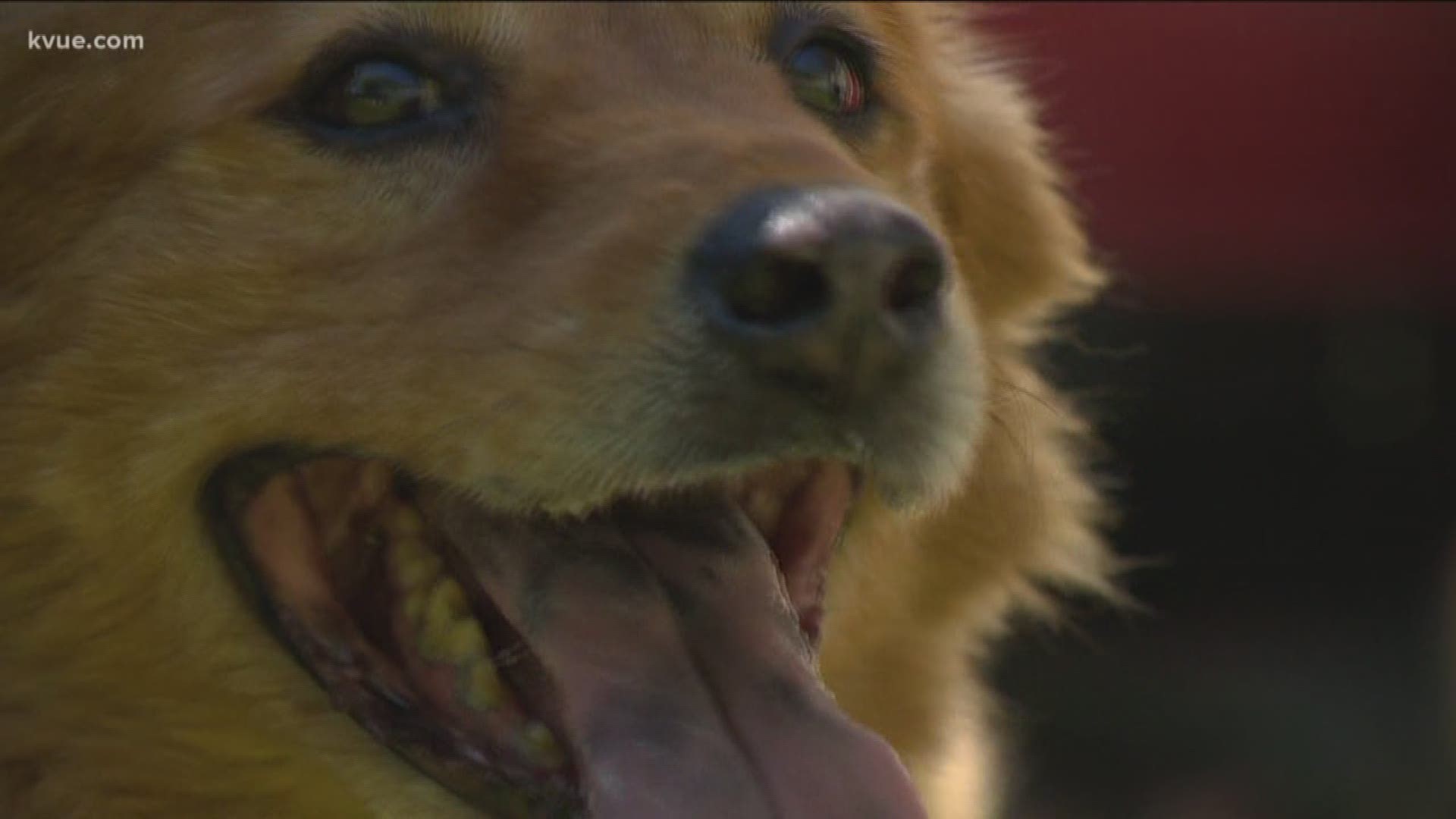 Mr. Dibs, the dog who was reunited with his owner after he dug out of the backyard eight years ago, has passed away.