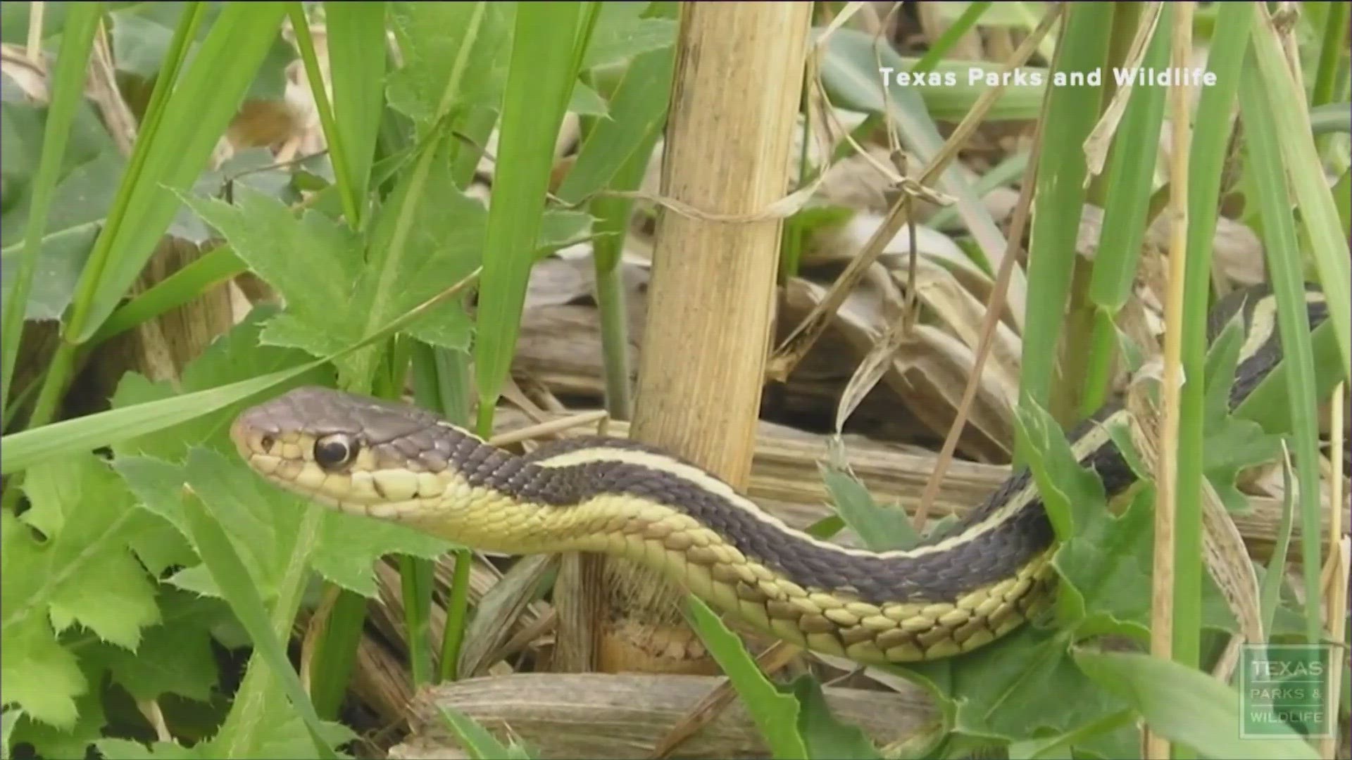 Anyone wanting to take annual bluebonnet photos outside is asked to watch out for snakes.