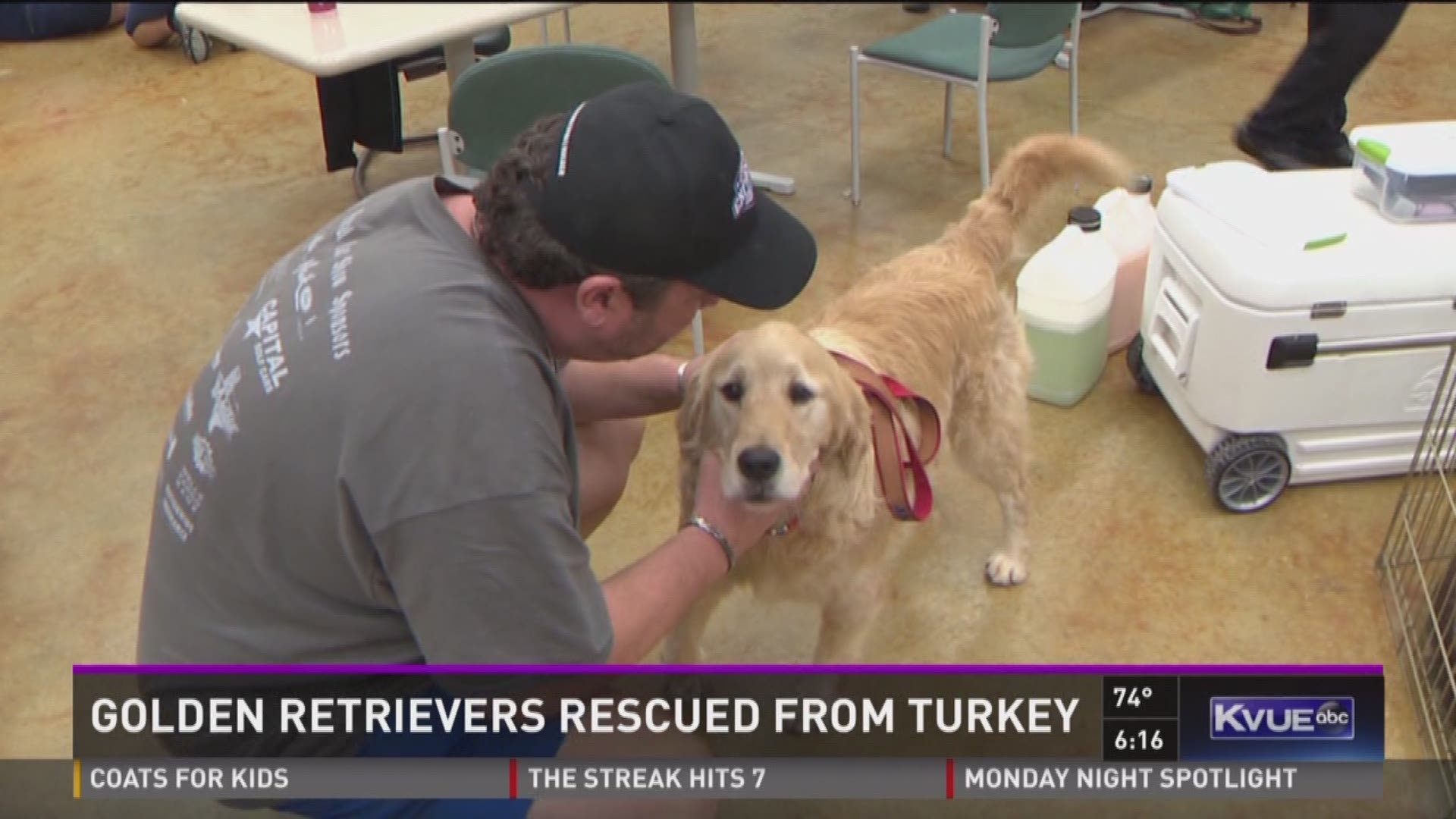 Top Golden Retriever Rescue Organizations for Saving Pups in Need