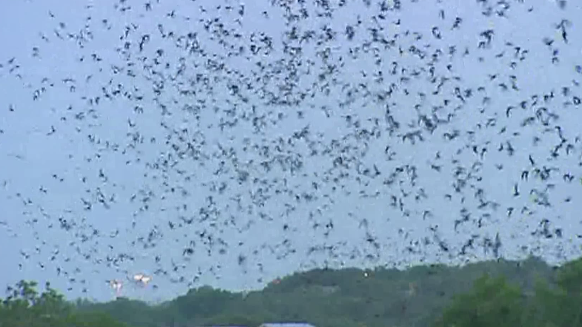 Biologists are working to figure out just how big of a threat this is to the state's bat population.