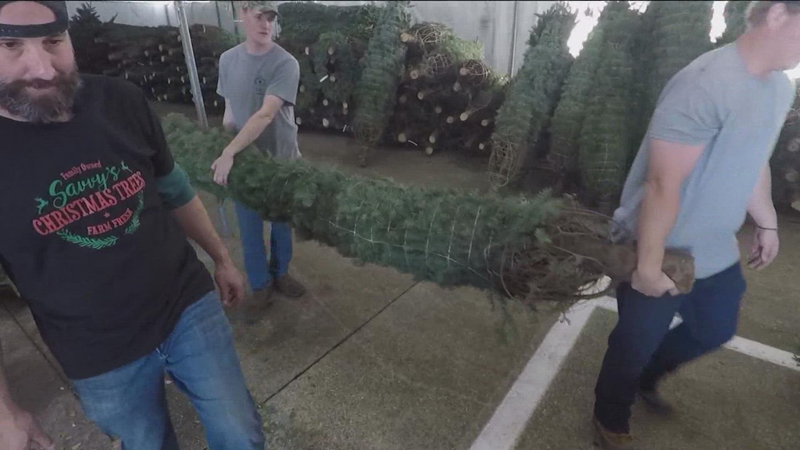Good supply of Texasgrown Christmas trees, despite drought