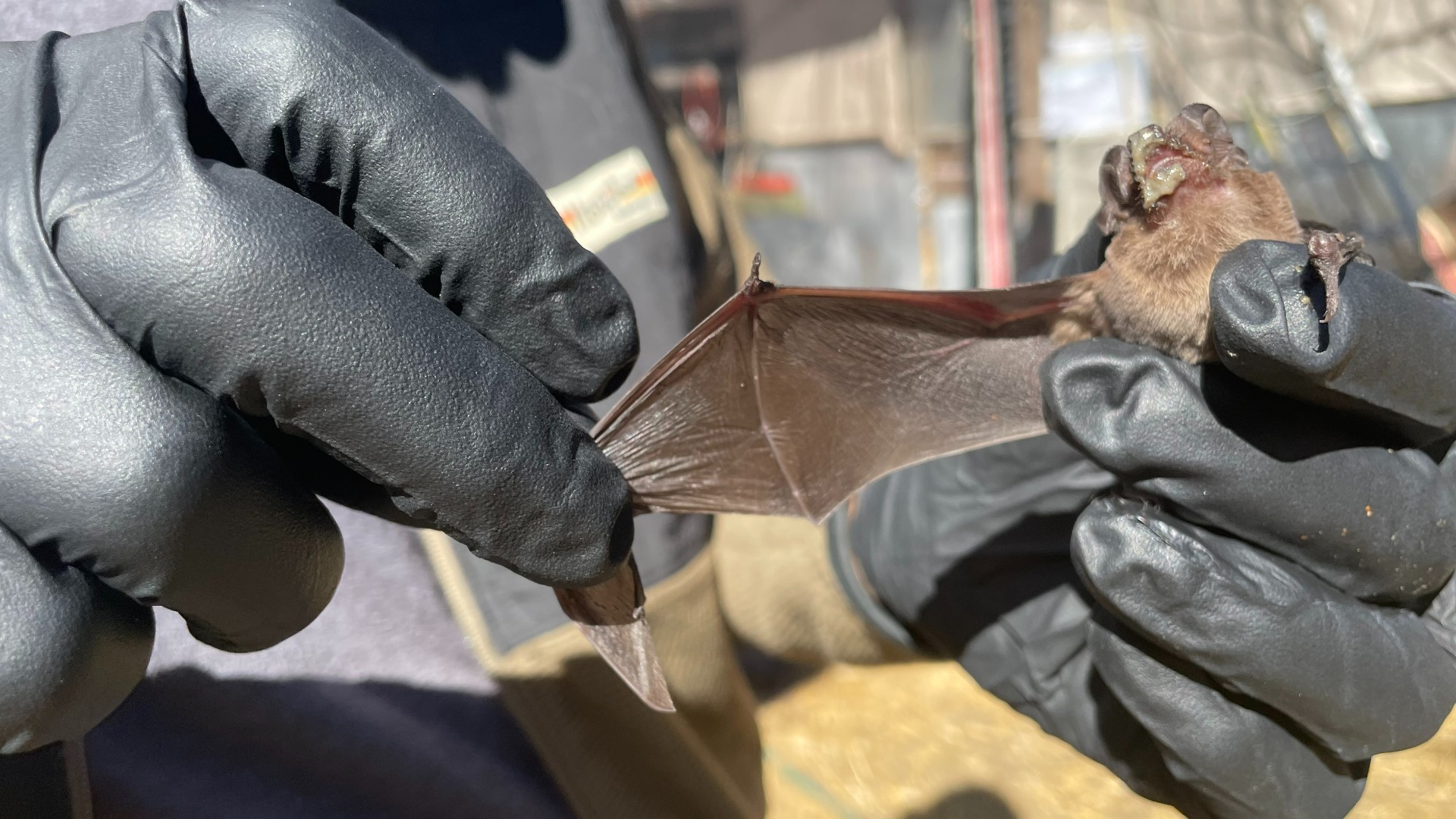 During a freeze in January, nearly 1,000 bats died. KVUE visited a local bat refuge to get an up-close look at what's being done to help the animals.