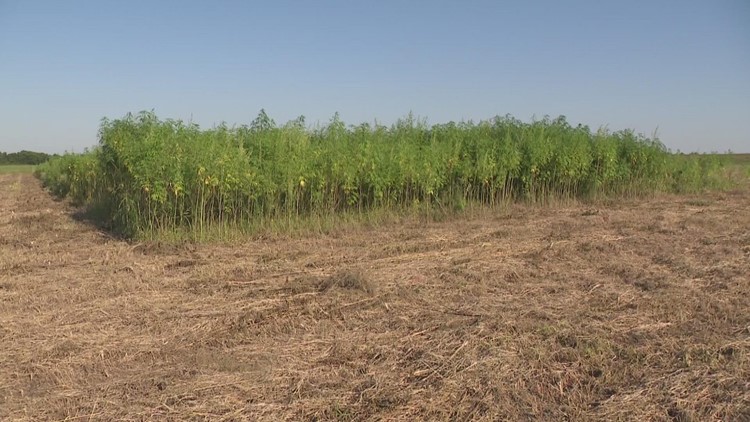 Texas hemp farmers face challenges with drought