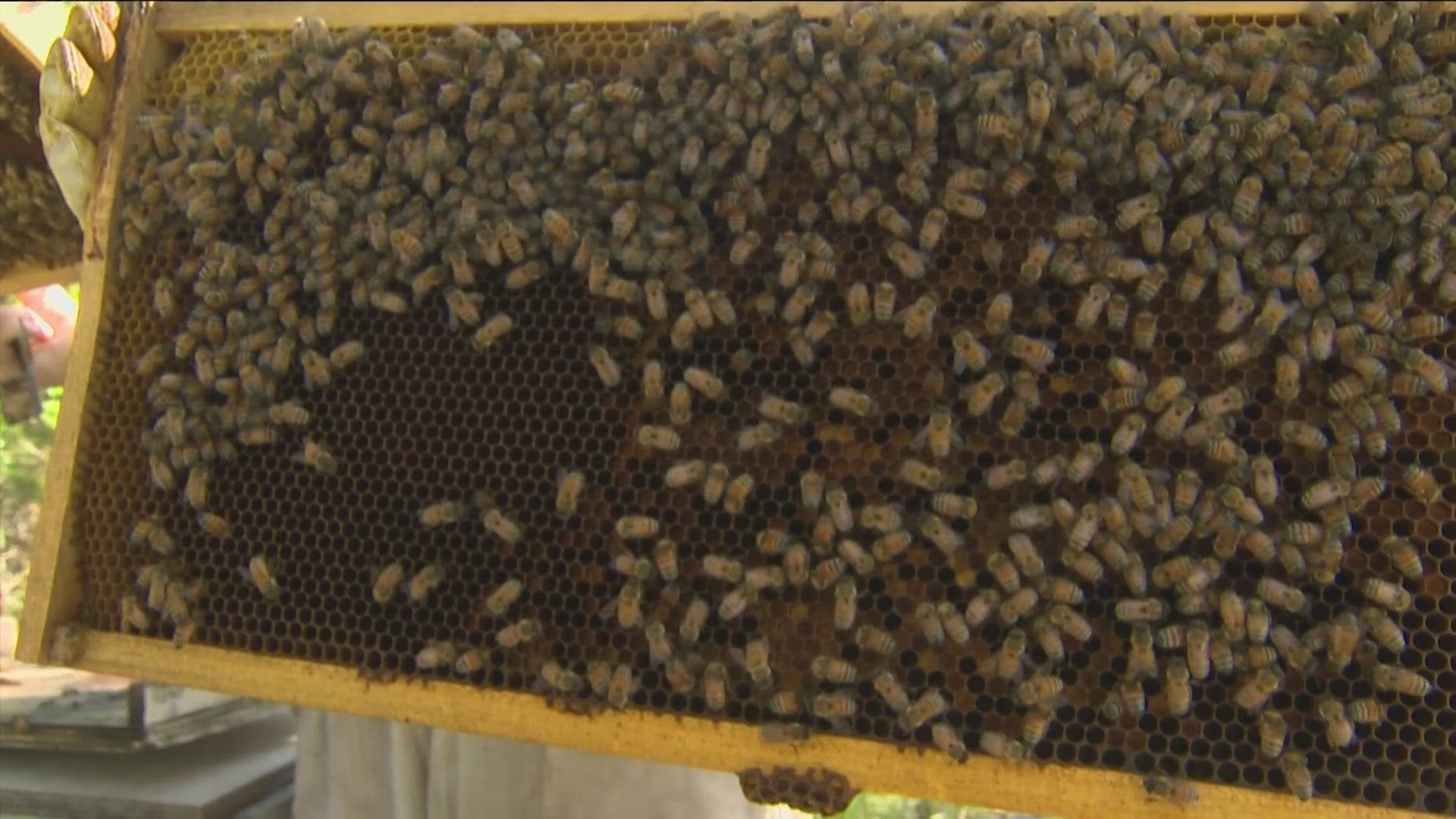 While some see bees as a nuisance, the Texas Honey Bee Farm is educating Central Texans on just how crucial the little pollinators are to our ecosystem.