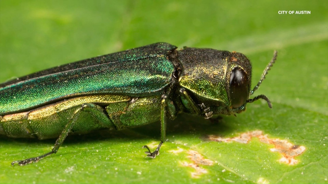 Invasive beetle species spreading toward Austin as officials warn of deadly threat to ash trees