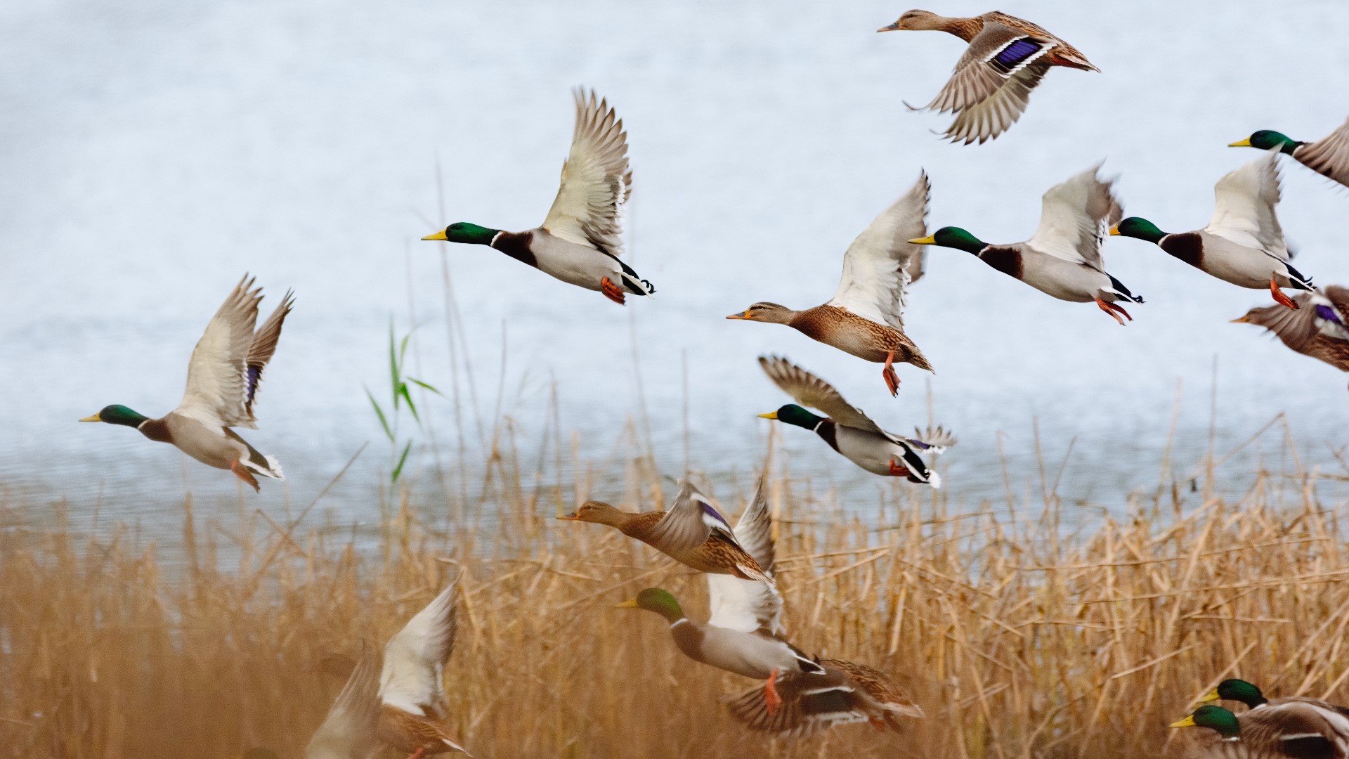 Upcoming Texas waterfowl season may be affected by weather conditions,  population decline 