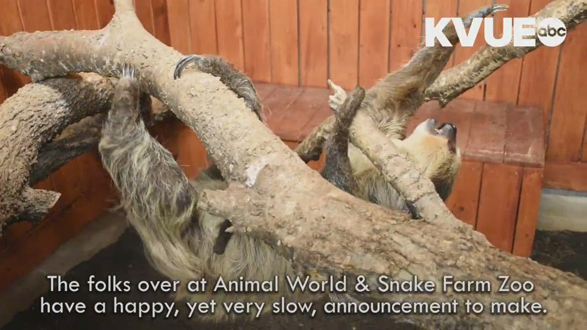 A baby sloth naturally bred in captivity was born on Nov. 17 at the Animal World & Snake Farm Zoo in New Braunfels.