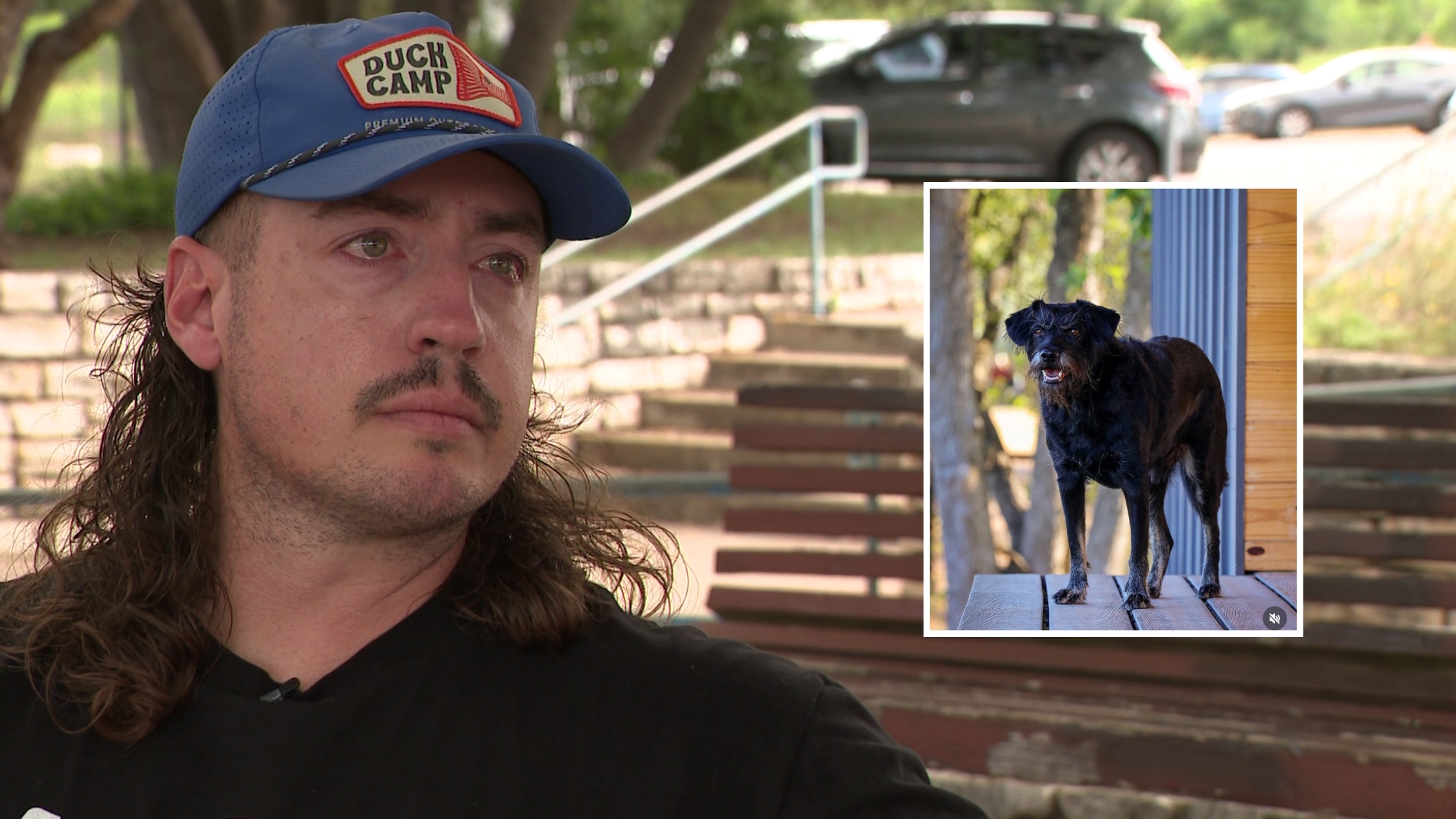 Austin food influencer desperately looking for missing dog after car