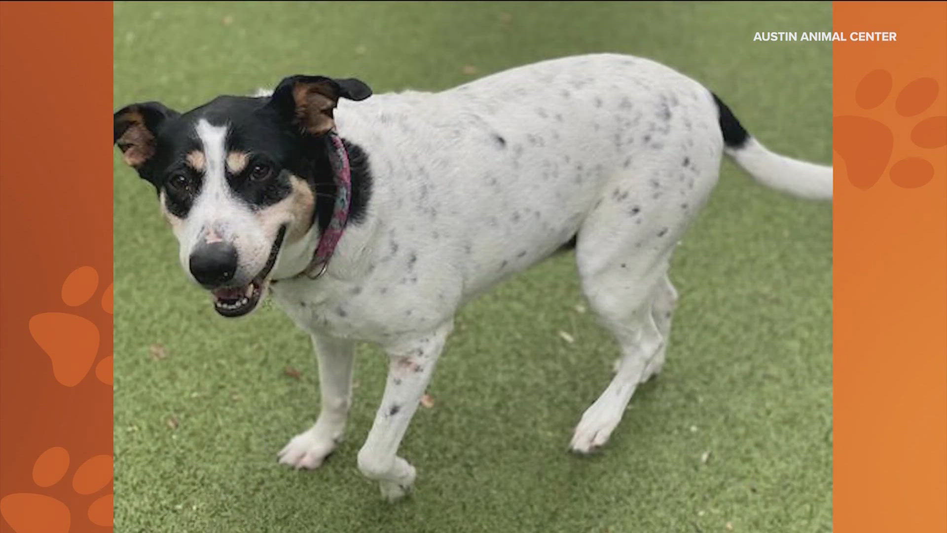 Chantelle Wallace with the Austin Animal Center said 7-year-old Maggie has "perfect manners" and gets along great with other dogs.