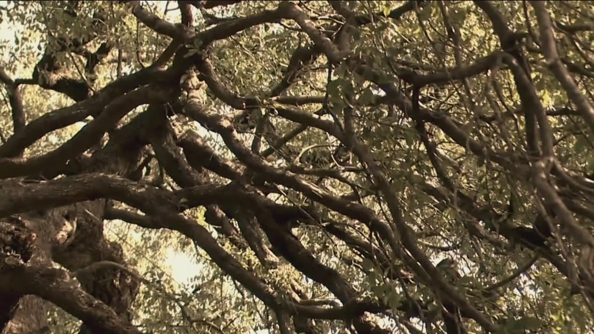 In what became an international news story 35 years ago, Austin’s historic Treaty Oak was poisoned with a deadly herbicide that almost killed the massive tree.