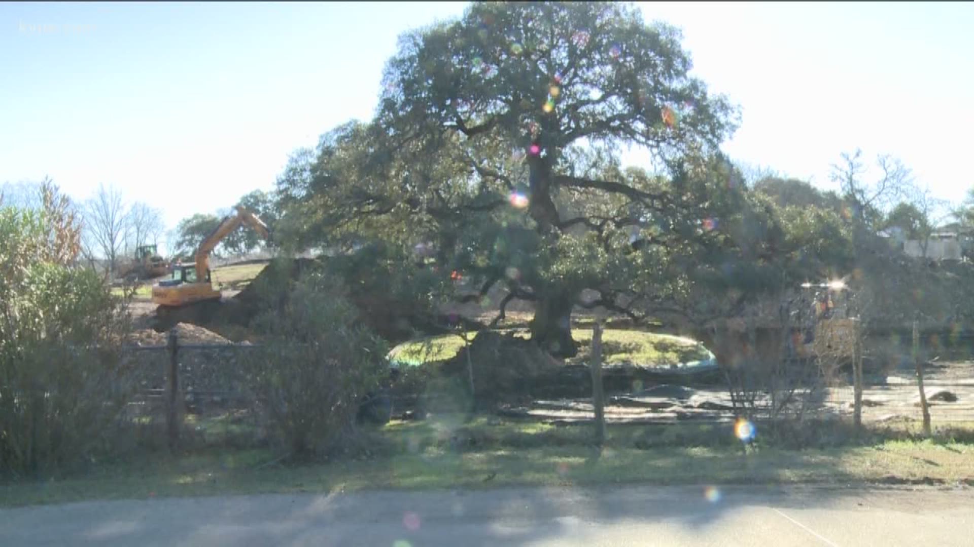 The City of Buda is asking for help from the public to name a heritage oak tree in town.