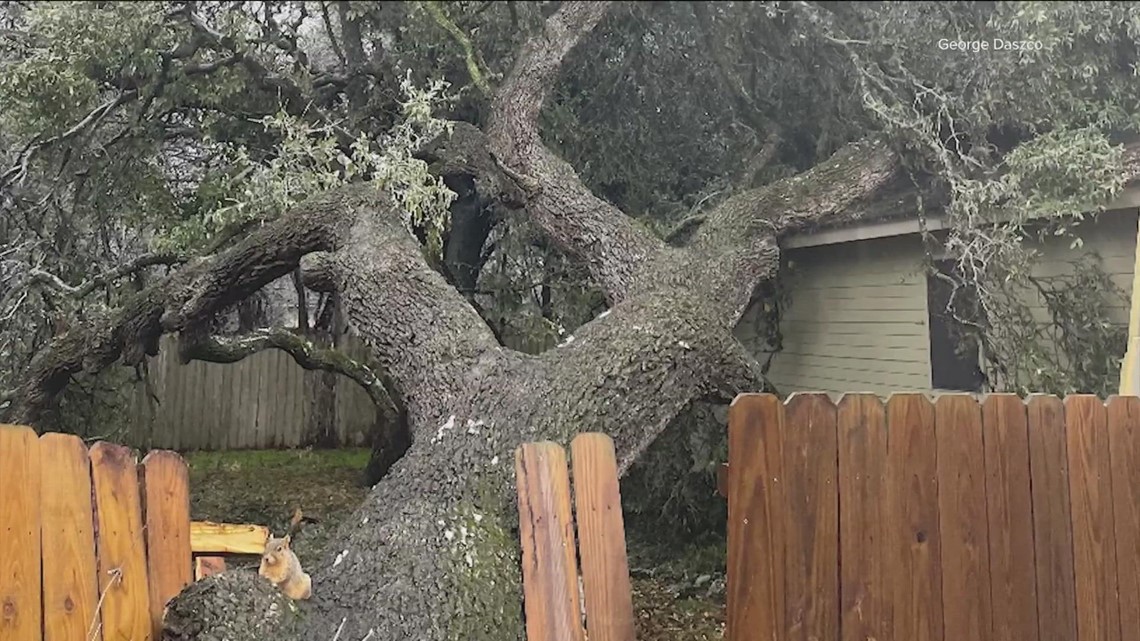 Austin-area windy conditions could affect weak trees | kvue.com