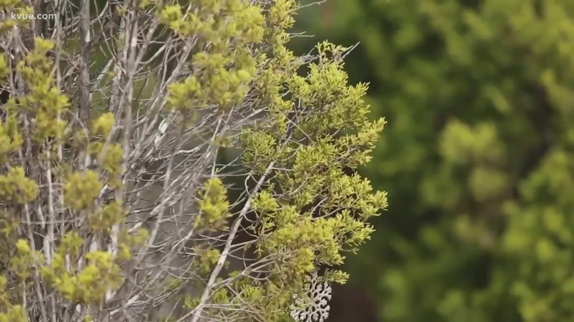 Cedar fever How much do you know about the trees that