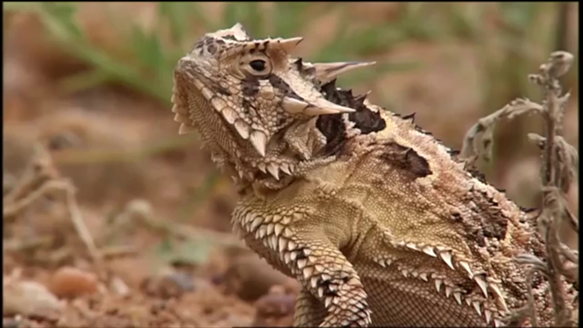 They were found everywhere. Then, the Texas Horned Lizards started disappearing