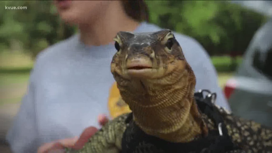 Lizard Playing Owner Owners happy to have monitor lizard back home | kvue.com