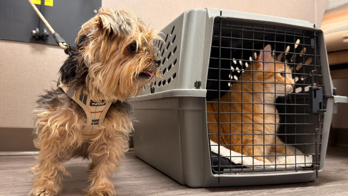 Central Texas Meals on Wheels PALs program feeds seniors and their pets ...