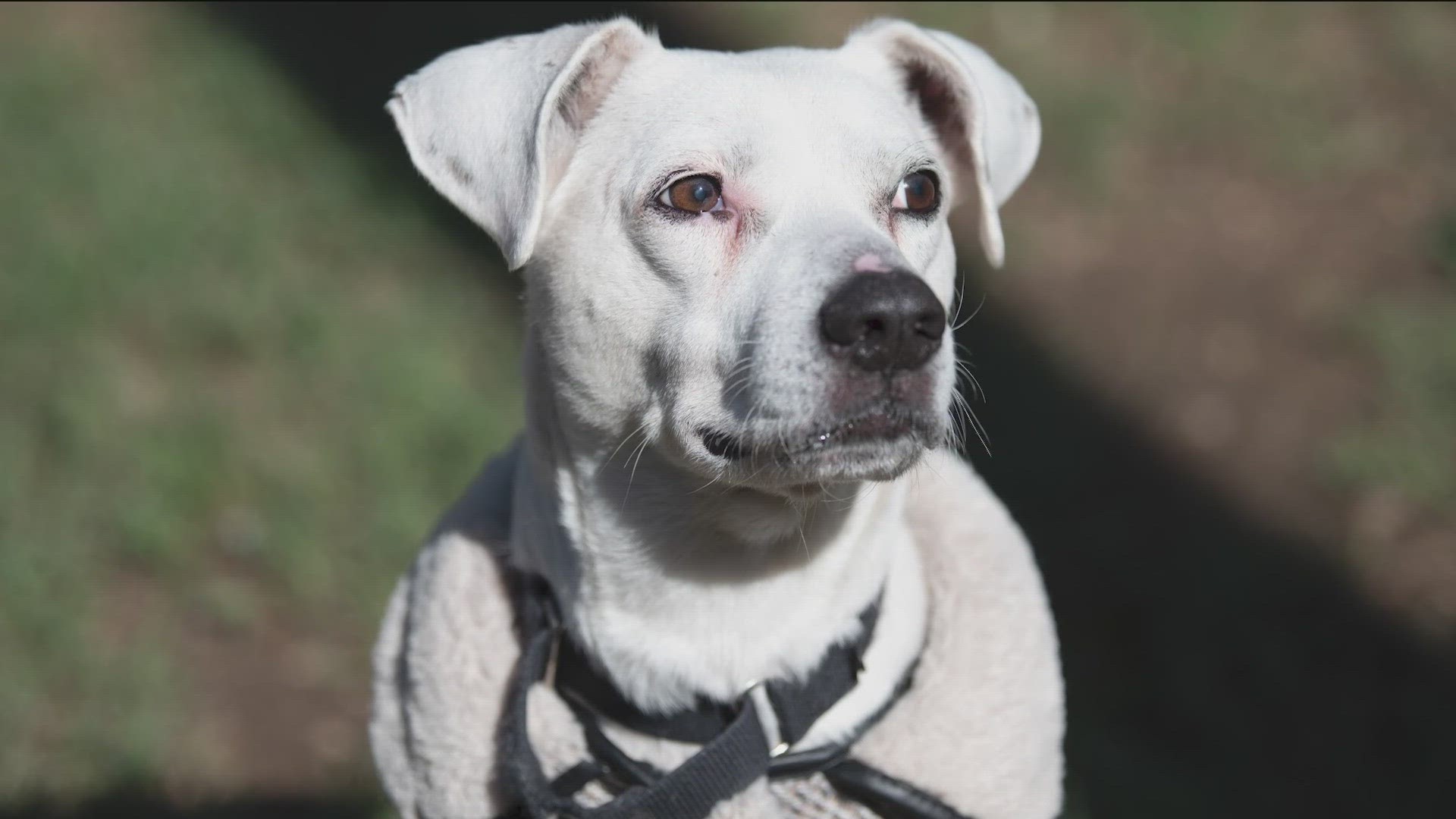 Abby is deaf, but loving, and is up for adoption at Austin Pets Alive!