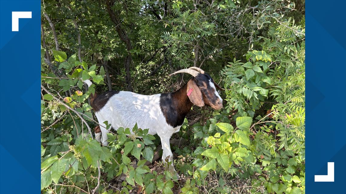Austin, Texas, goats help clear poison ivy from Hike & Bike Trail