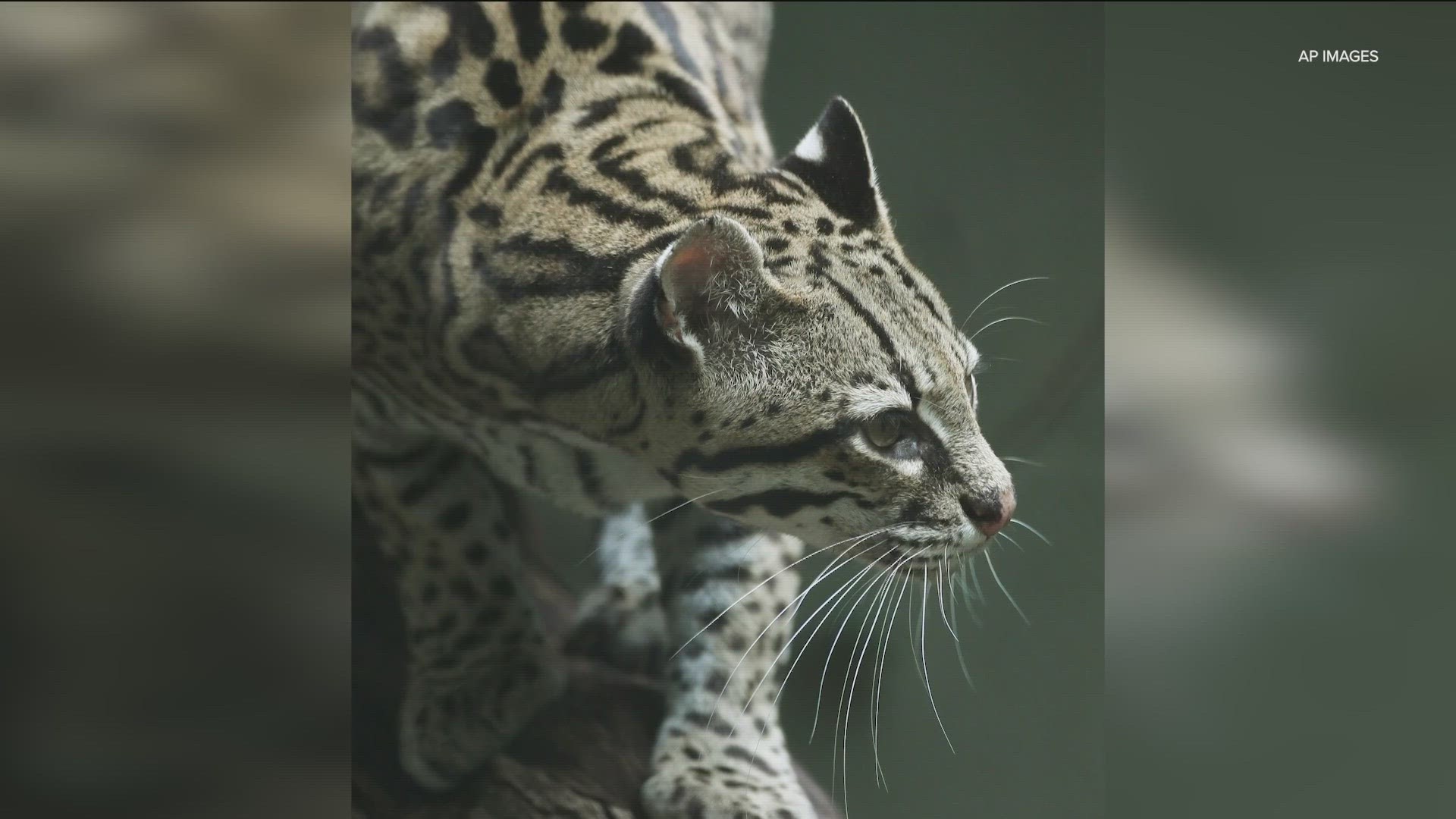 The State of Texas received a grant worth almost $2 million to build multiple underpasses meant to reduce crashes involving ocelots.