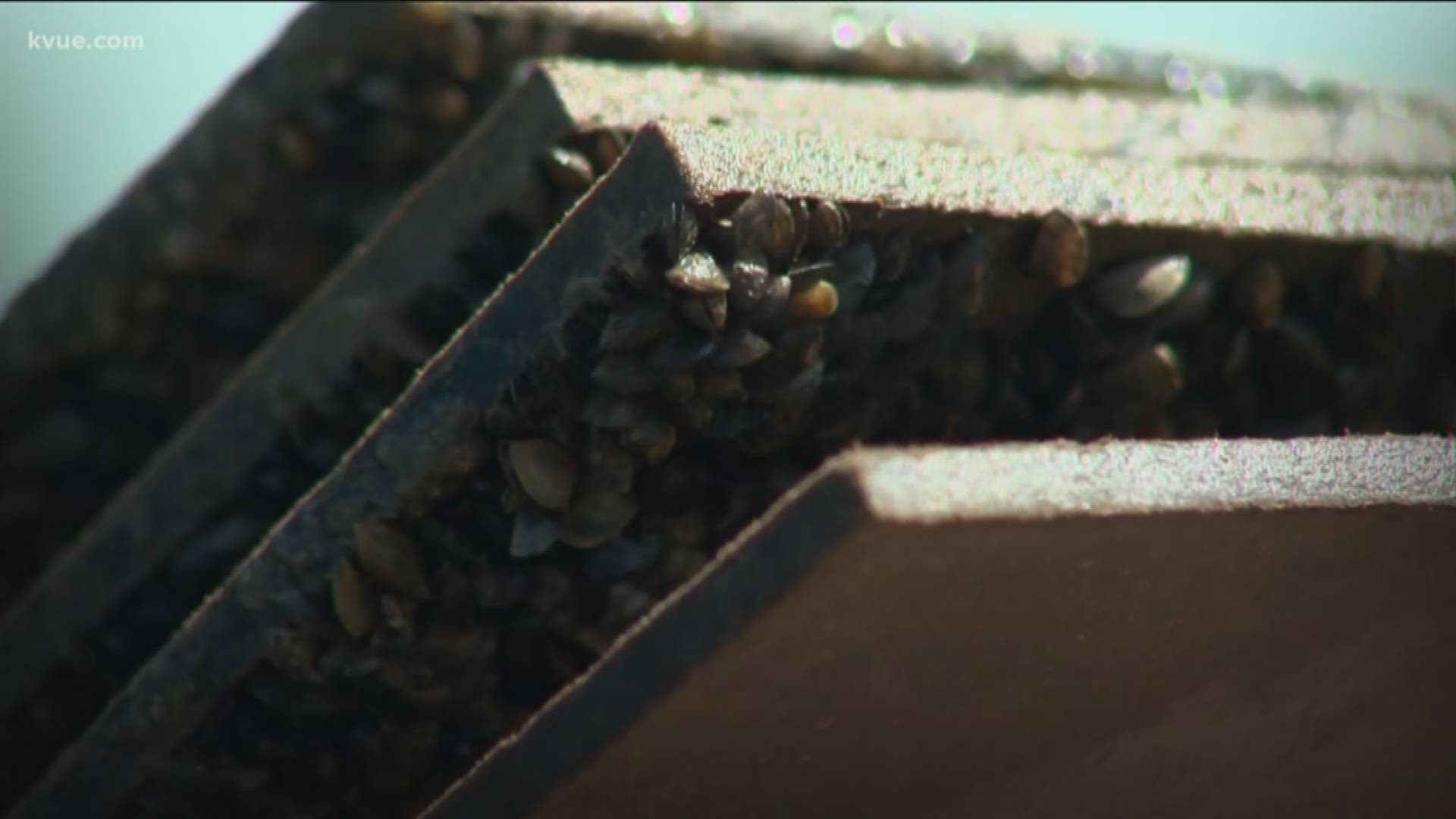 Zebra mussels were found to be the reason for a recent stench found by some Austin residents in their drinking water.