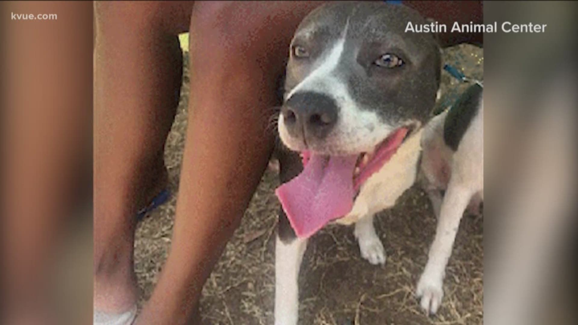 Animal advocates have been pressuring the City to reopen the hiring process for chief animal services officer. Now that push is even greater after a human error resulted in the deaths of unborn
puppies a the Austin Animal Center.