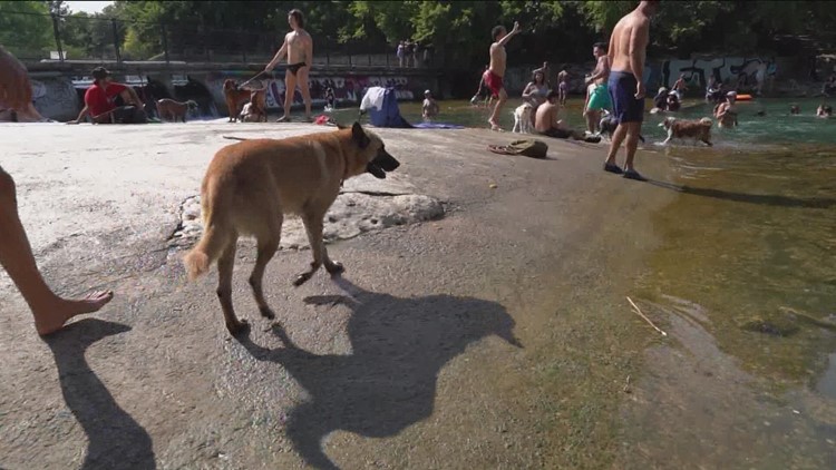 Local veterinarian shares summertime safety tips for pets