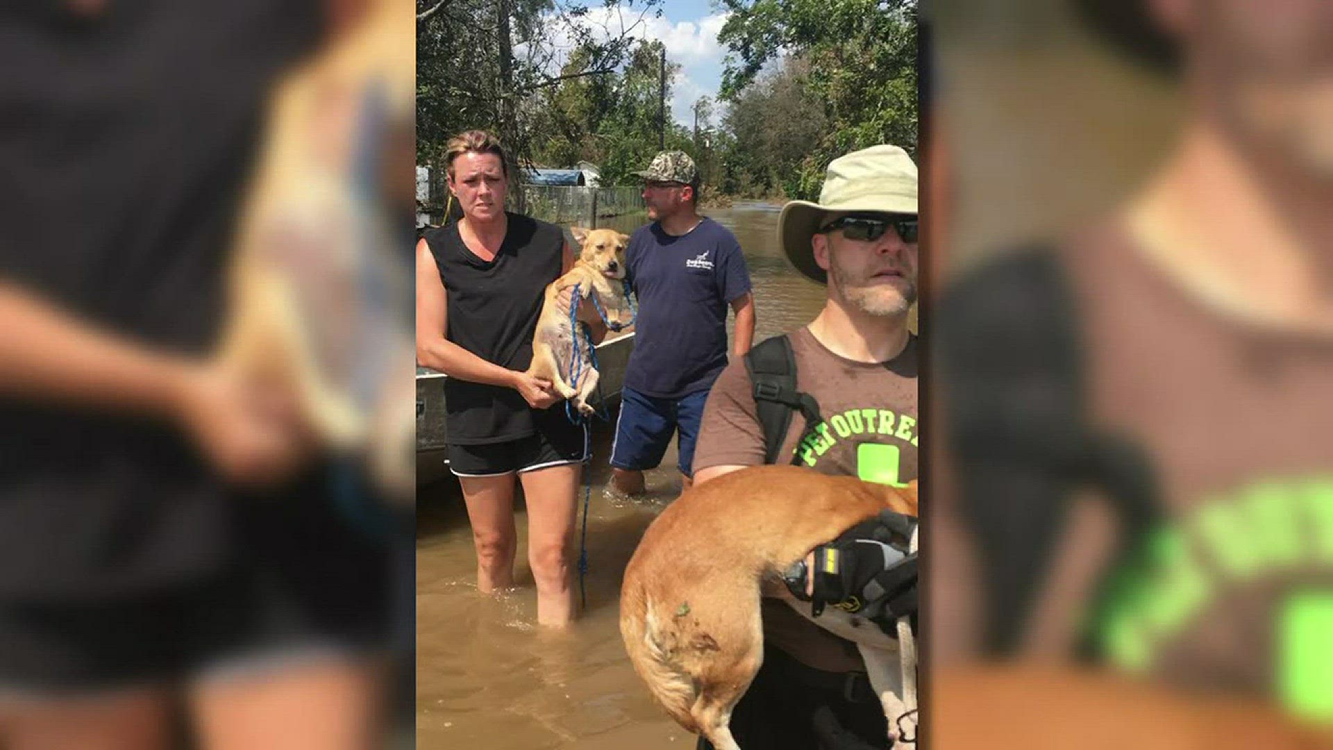 Volunteers from a Bastrop organization just got back from Victoria, Texas where they rescued more than 100 dogs.