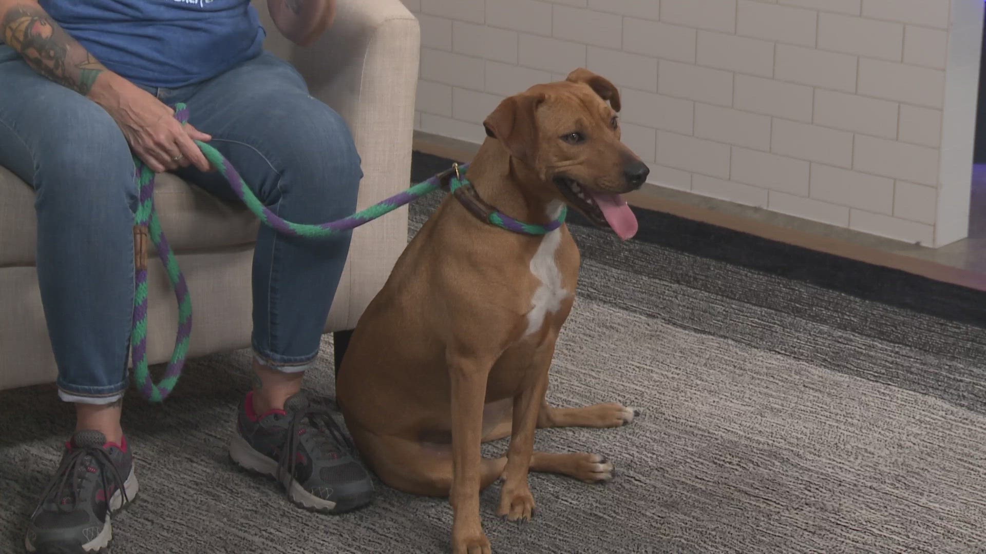 April Peiffer with the Williamson County Regional Animal Shelter introduces us to Cheese! You could say she's a very gouda girl.