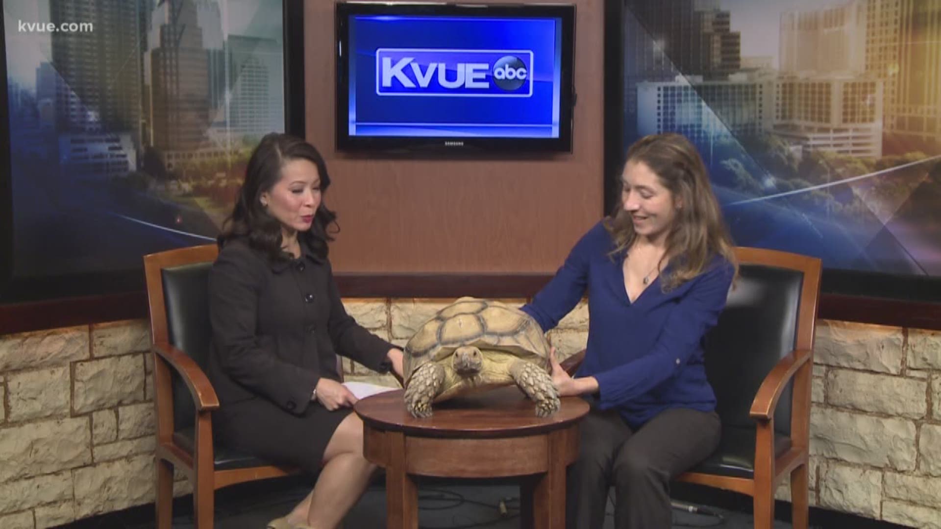 Krista McDermid with Central Texas Tortoise Rescue introduces us to Que-Que