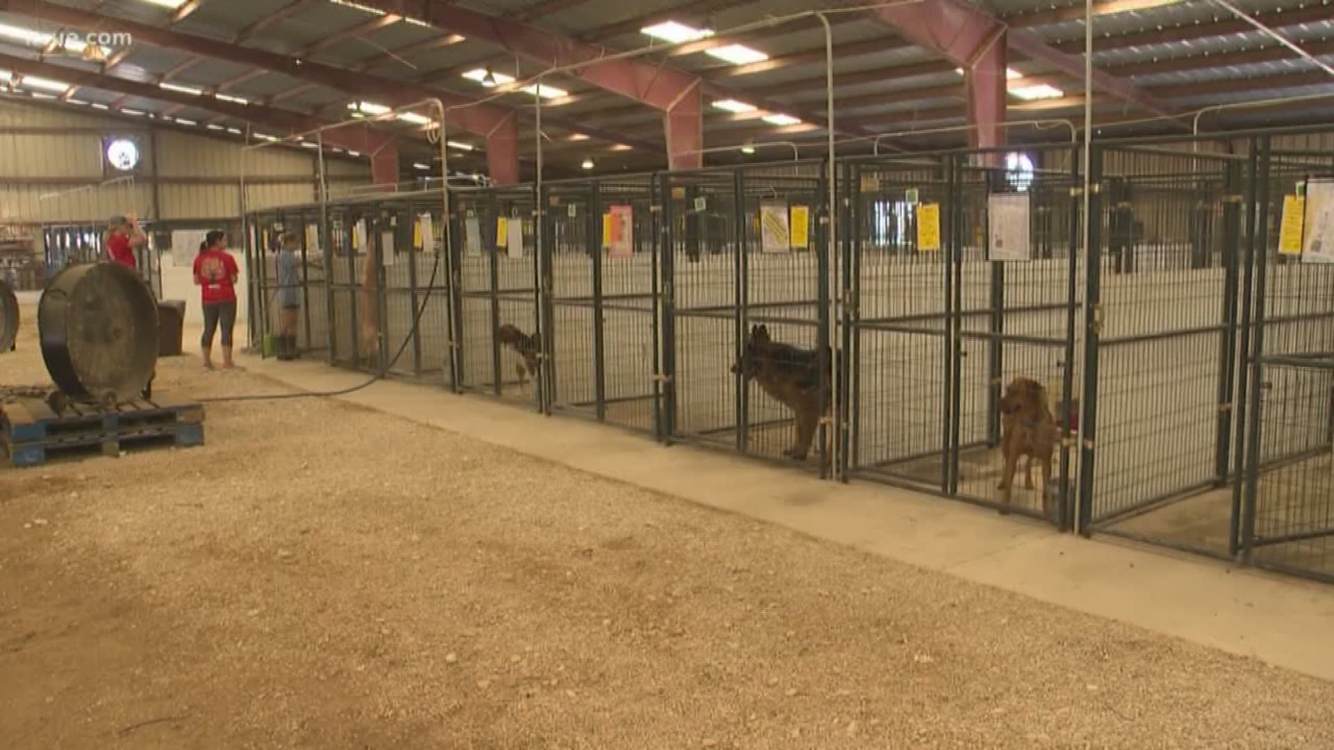 More than 80 dogs from the Williamson County Animal Shelter are temporarily staying at the Georgetown Fairgrounds.