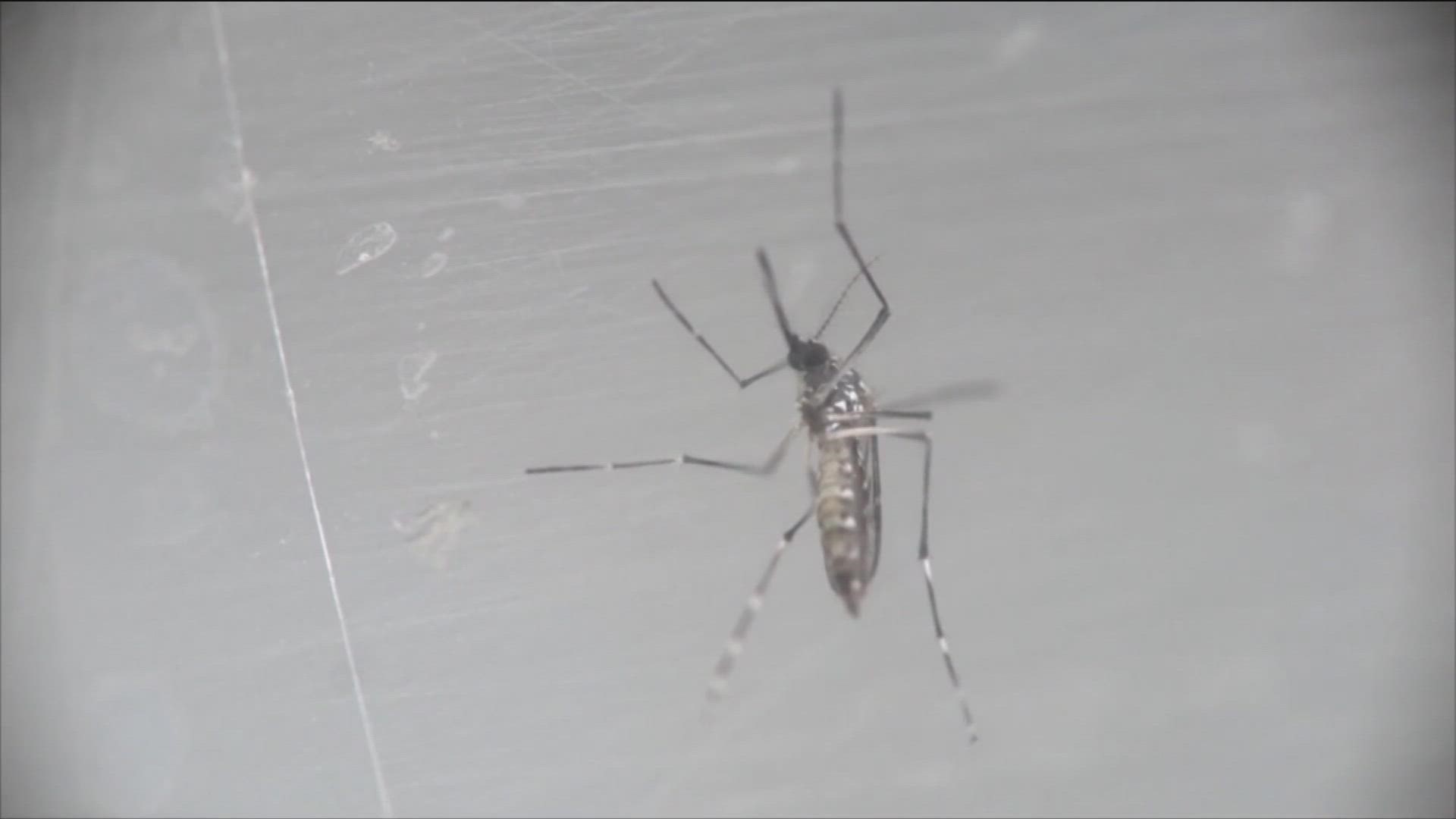 Here's the latest on West Nile virus found in Central Texas mosquito traps.