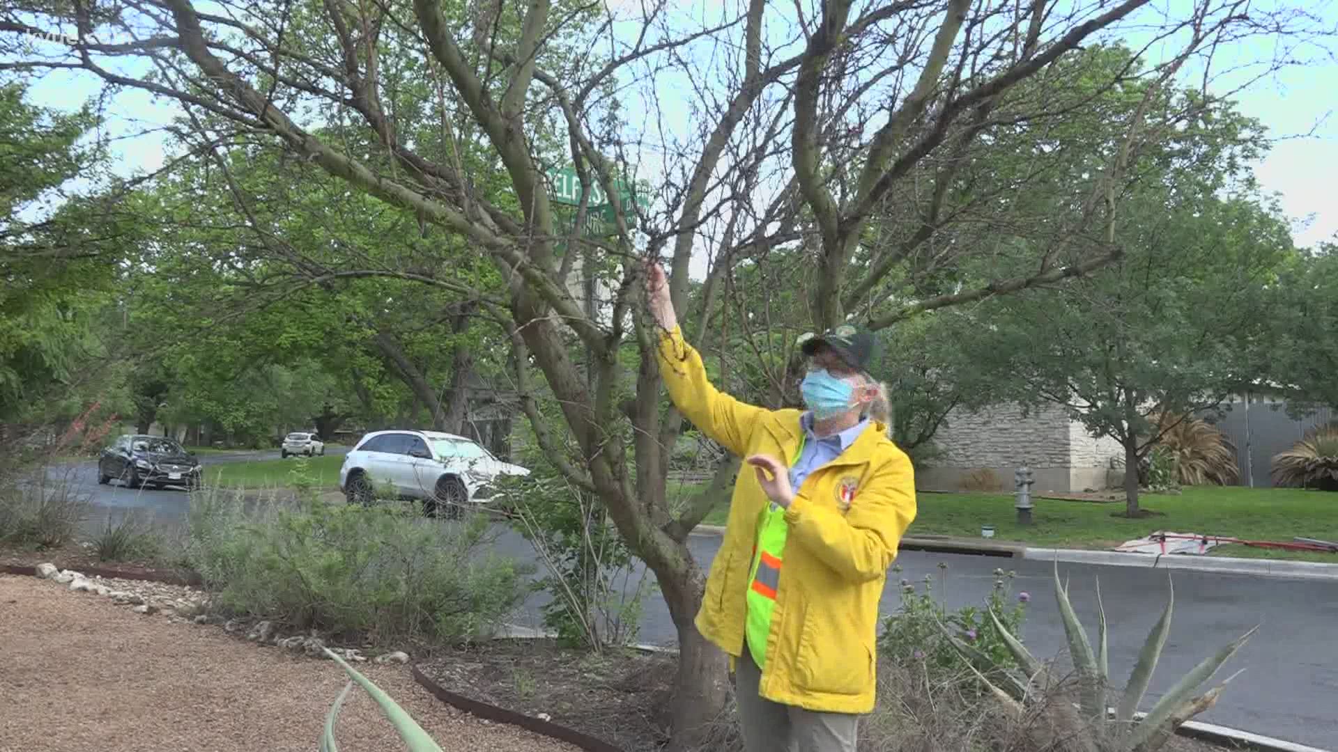 Think your trees are dead after the February winter storms? Arborists warn against removing them too early.