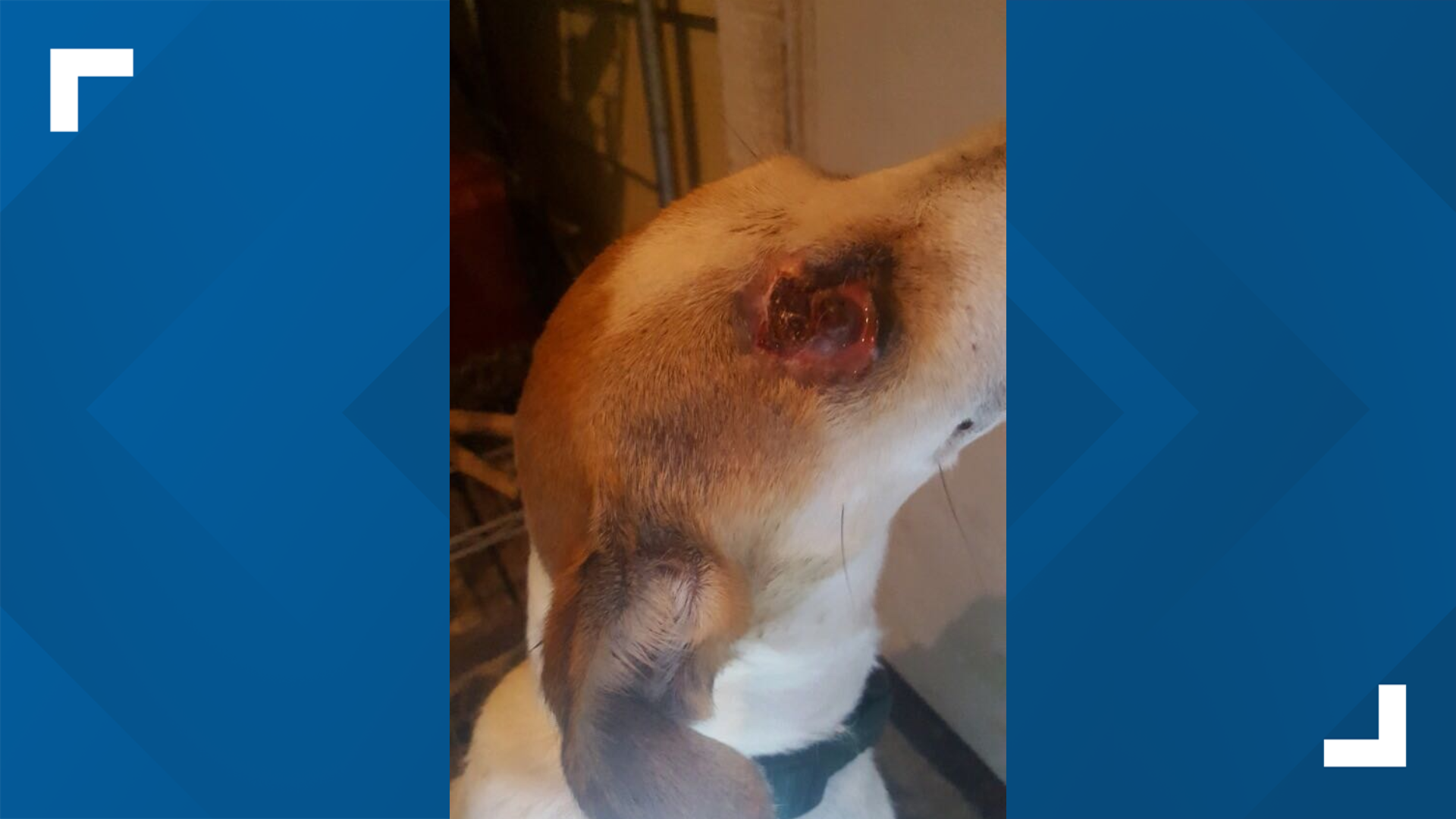 Rattlesnake vaccine likely saved Florence dog's life after bitten in