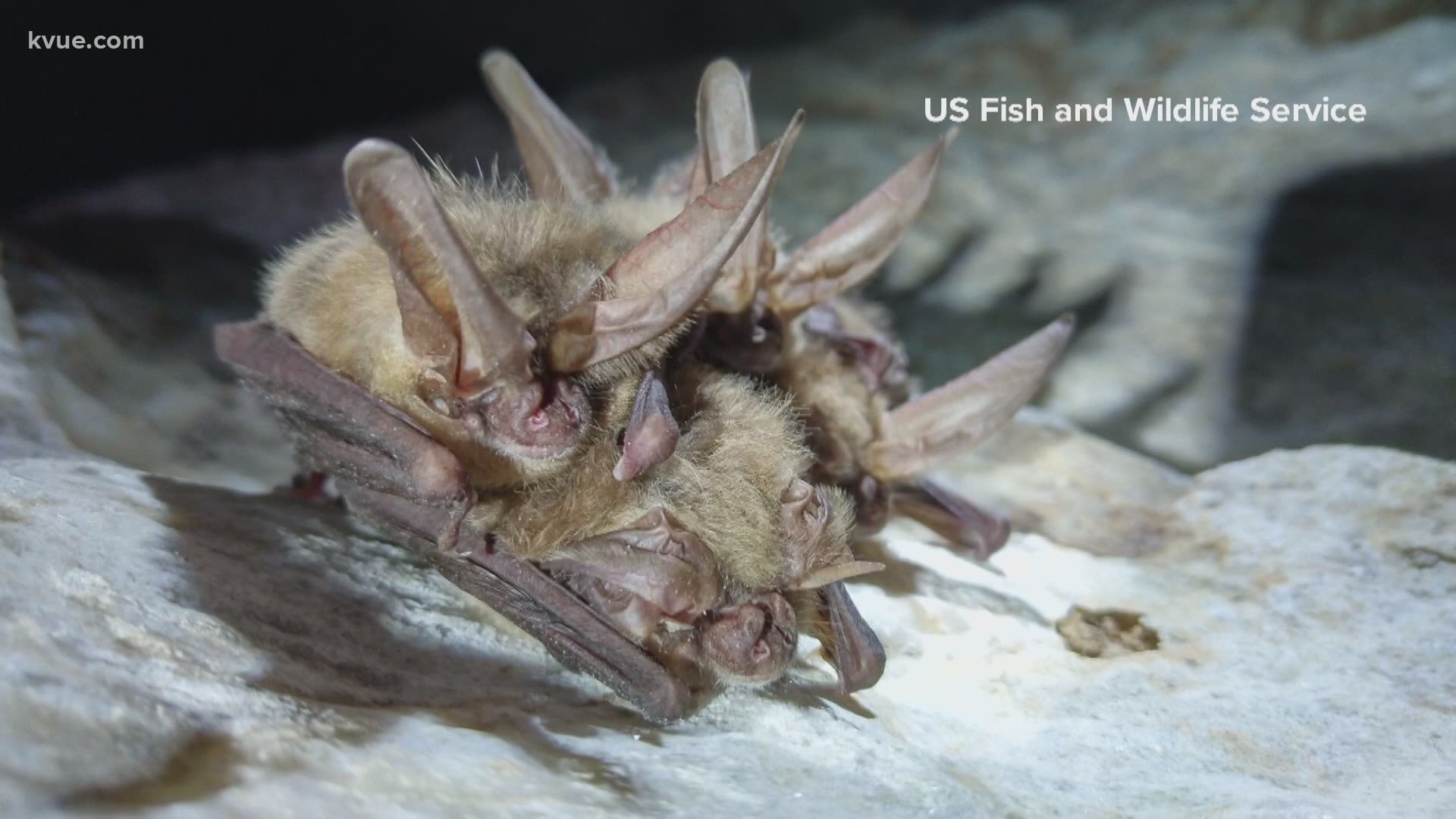White nose syndrome has already killed millions of bats nationwide. Now scientists hope to save bats from the fungus.