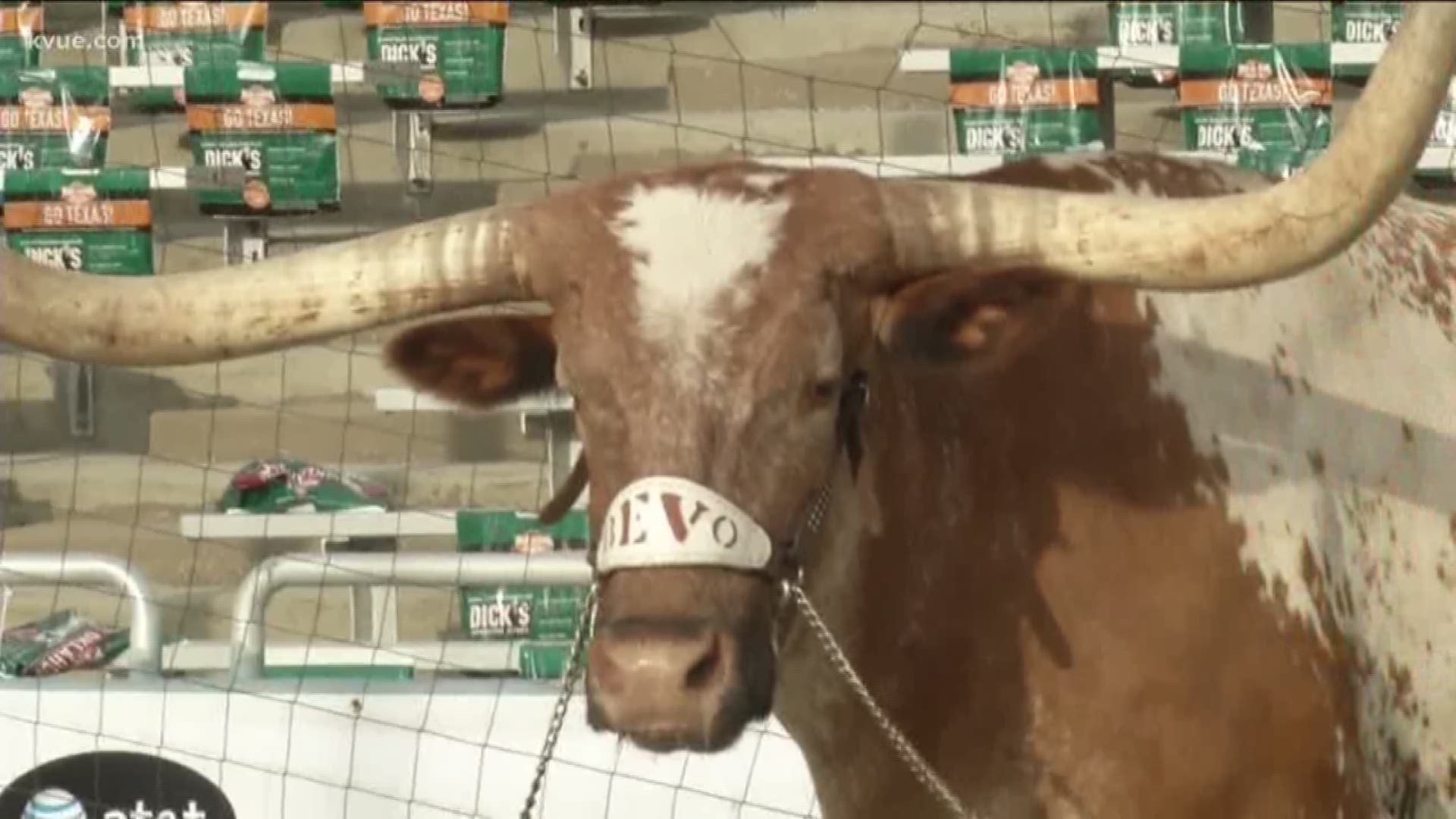UT fans are used to seeing Bevo on the scoreboard at every home game, but tonight, the story is about how the real Bevo XIV's death may actually help humans.