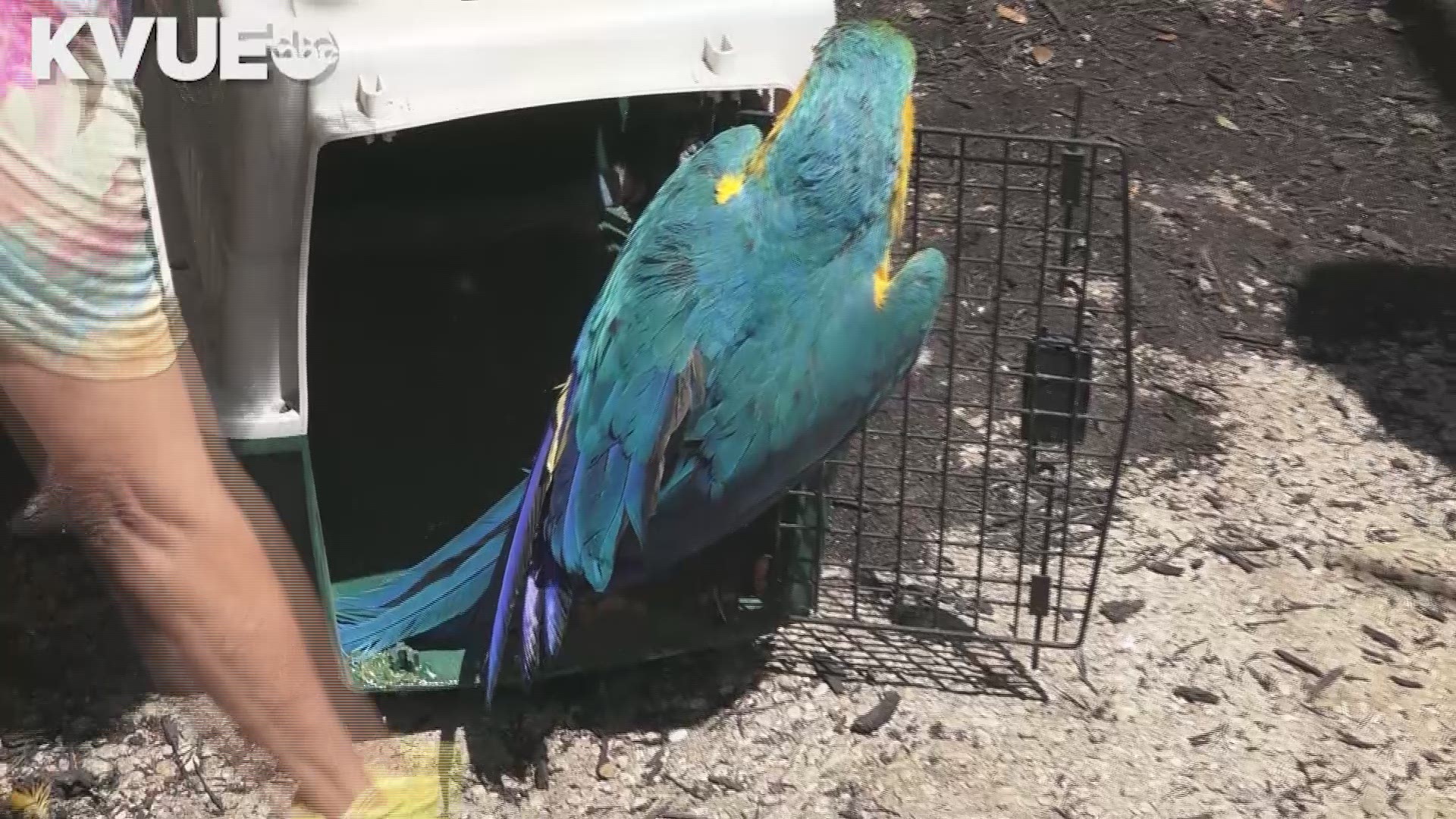 Two macaws were donated to Wonder World Park after the parks old macaw was stolen.