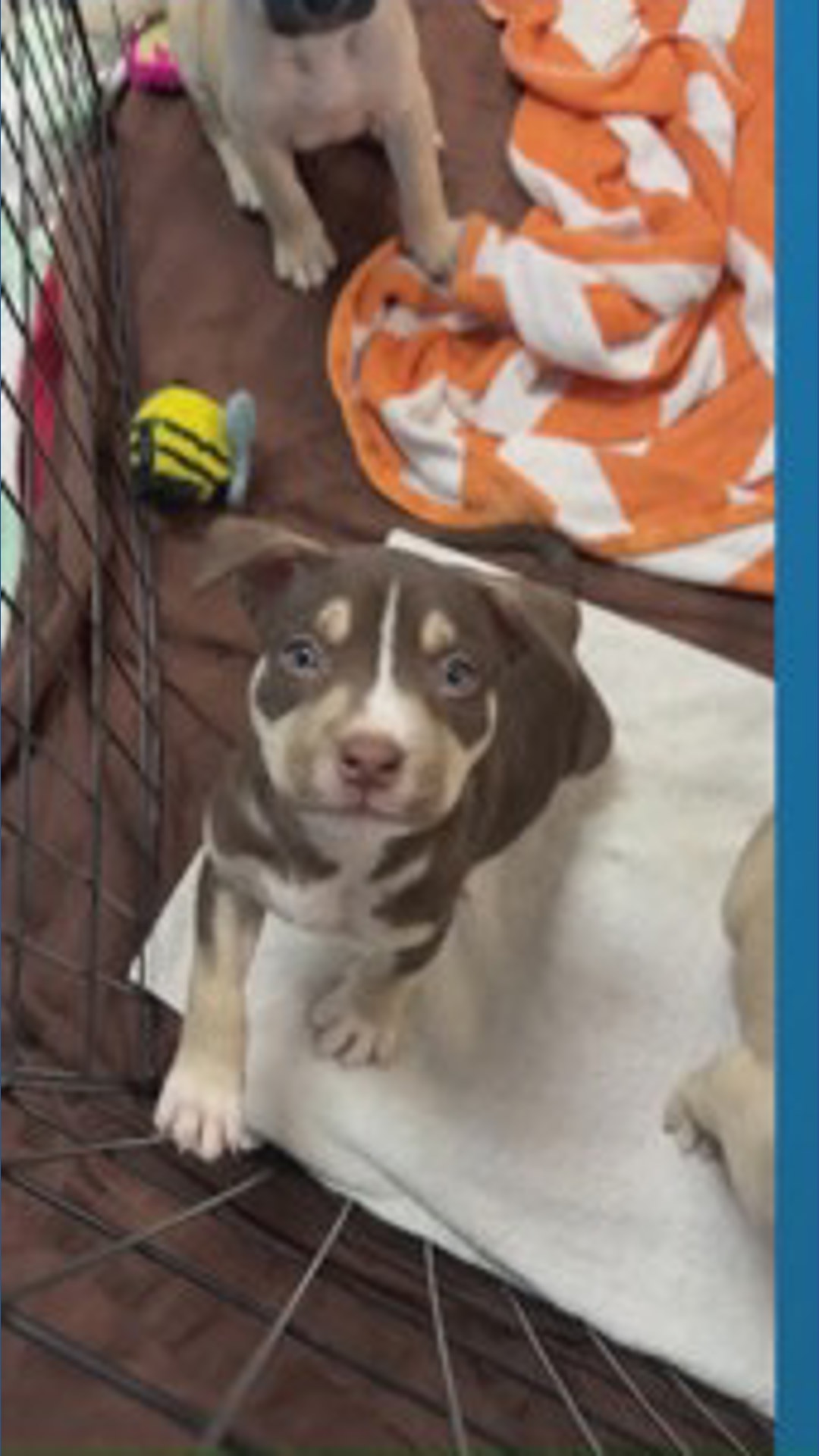 Austin Pets Alive! makes urgent call for dog adoption | kvue.com