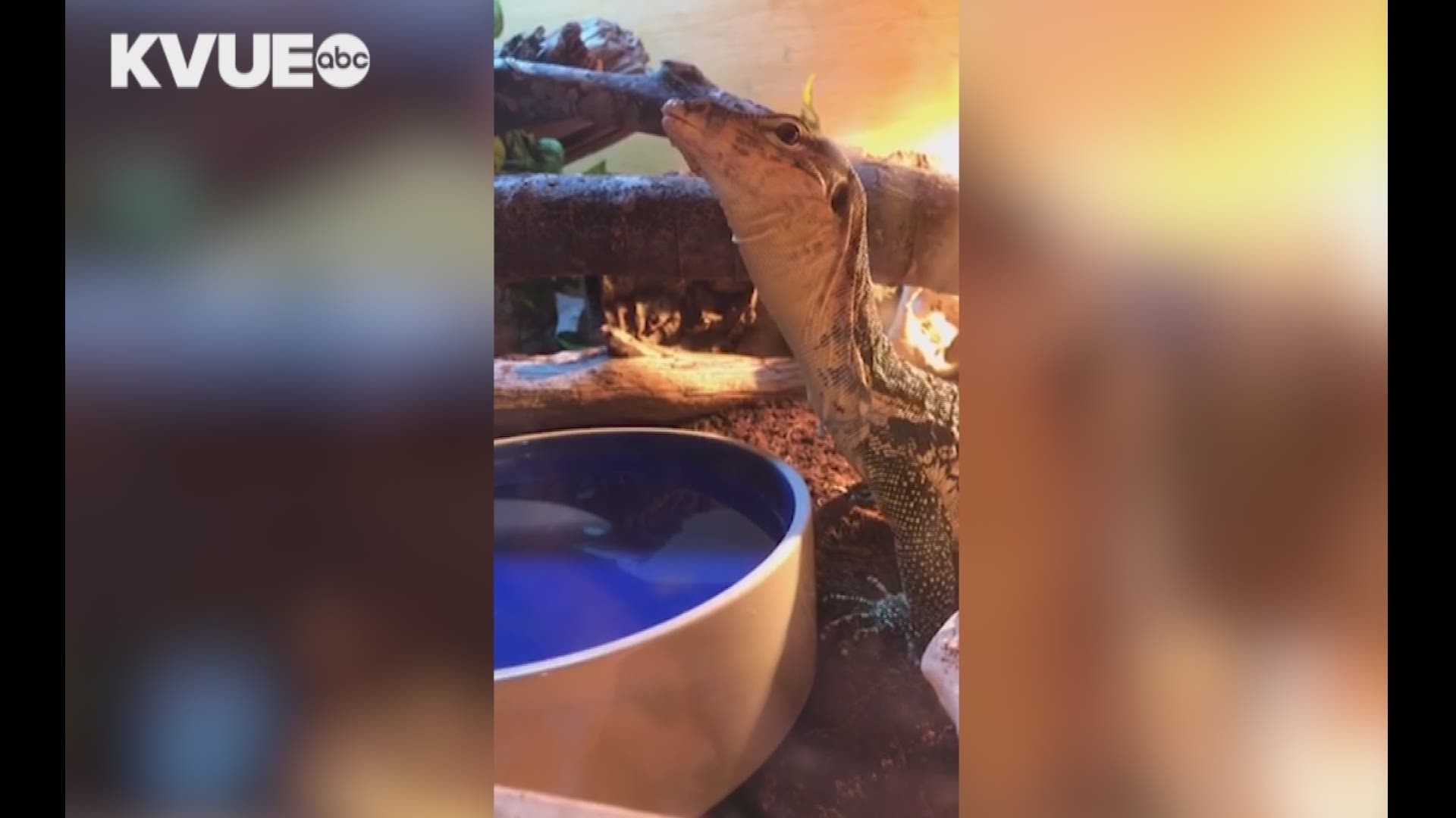 "Darby" is over four feet long and 15 pounds. He escaped from his temporary enclosure, and Williamson County deputies are looking for him. Video courtesy of his owner.