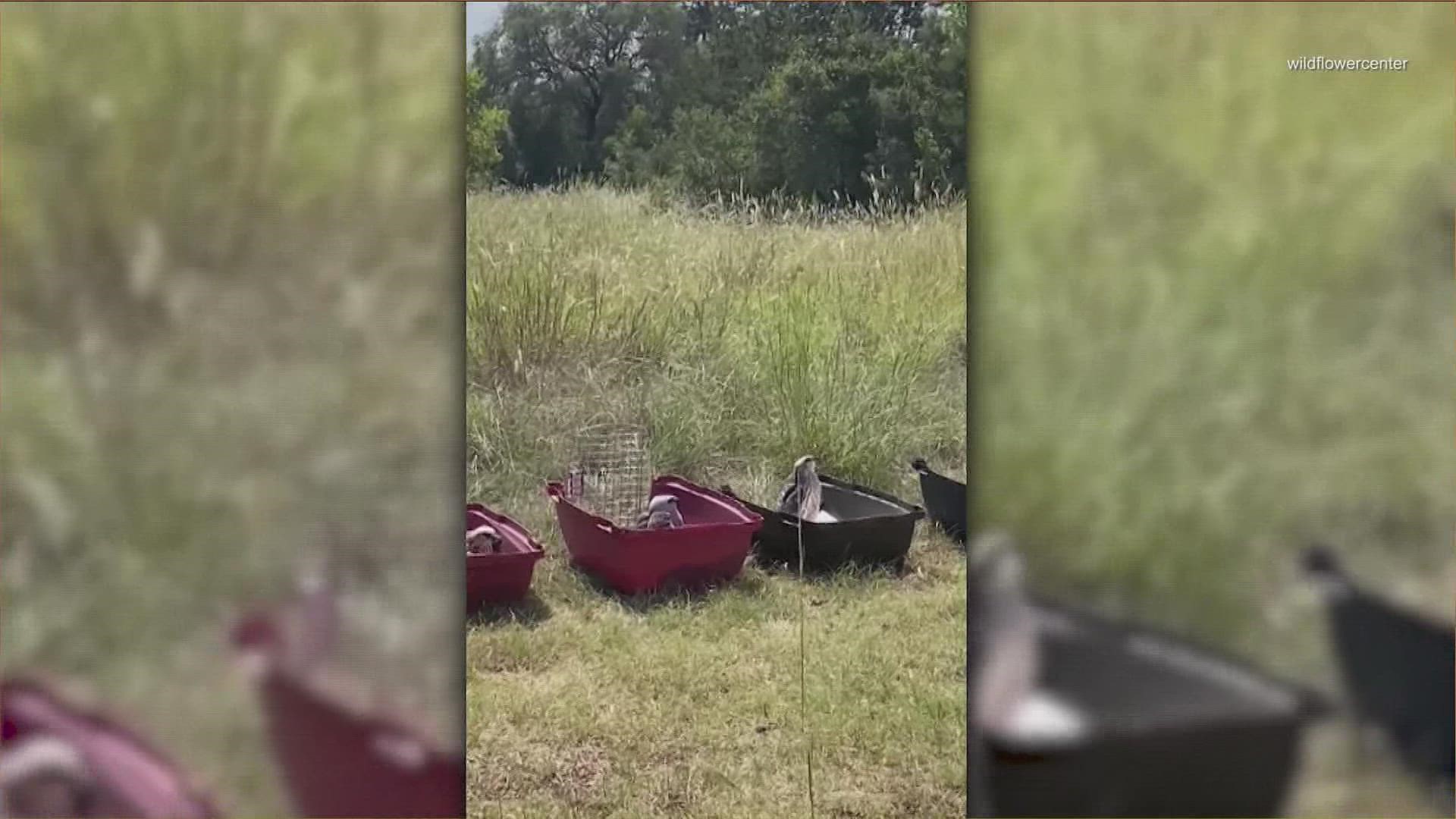 A North Texas raptor center brought some rehabilitated Mississippi kite birds to release in the grasslands of the Lady Bird Johnson Wildflower Center.